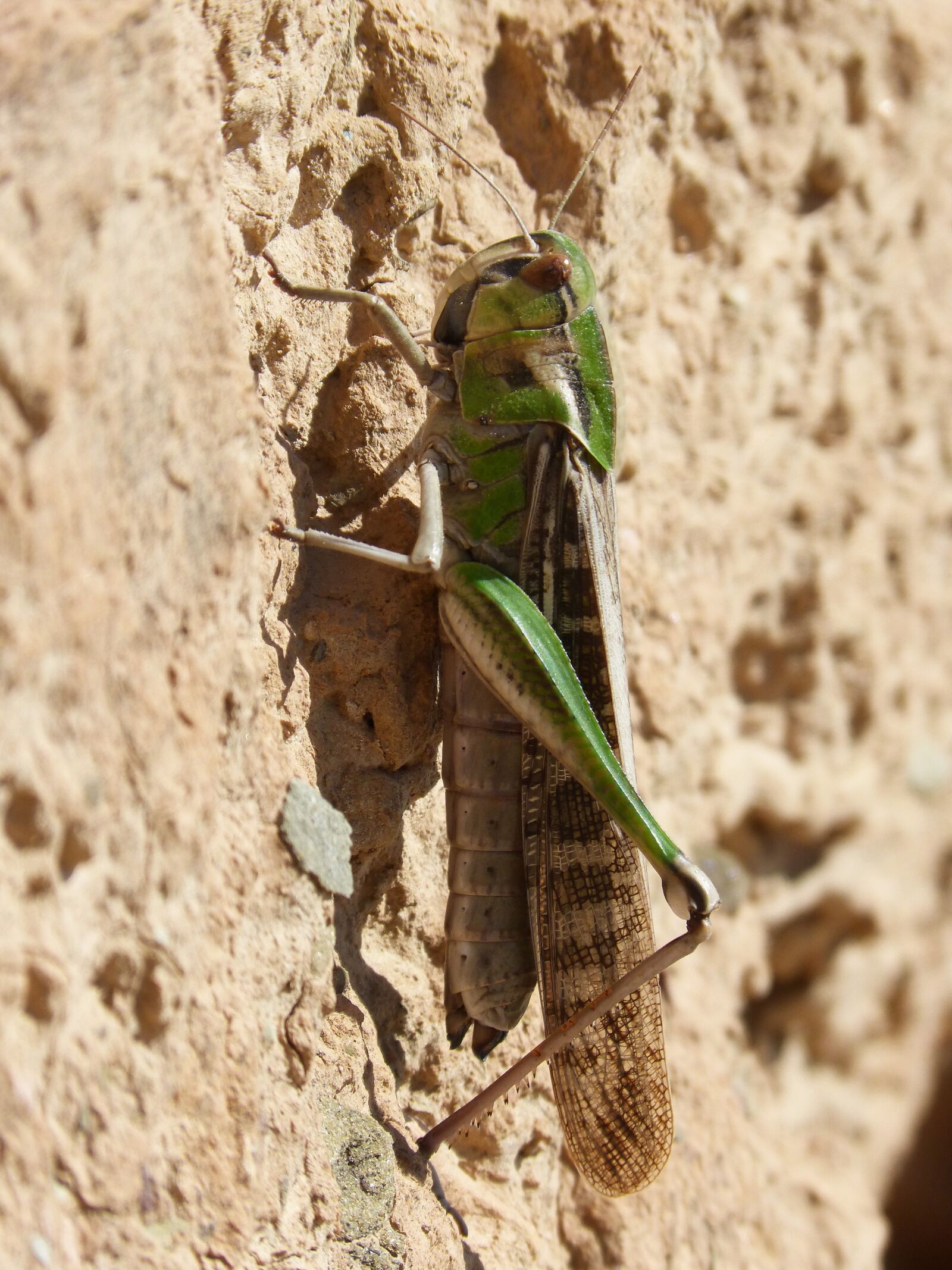 Panasonic DMC-FZ62 sample photo. Grasshopper, green grasshopper, lobster photography
