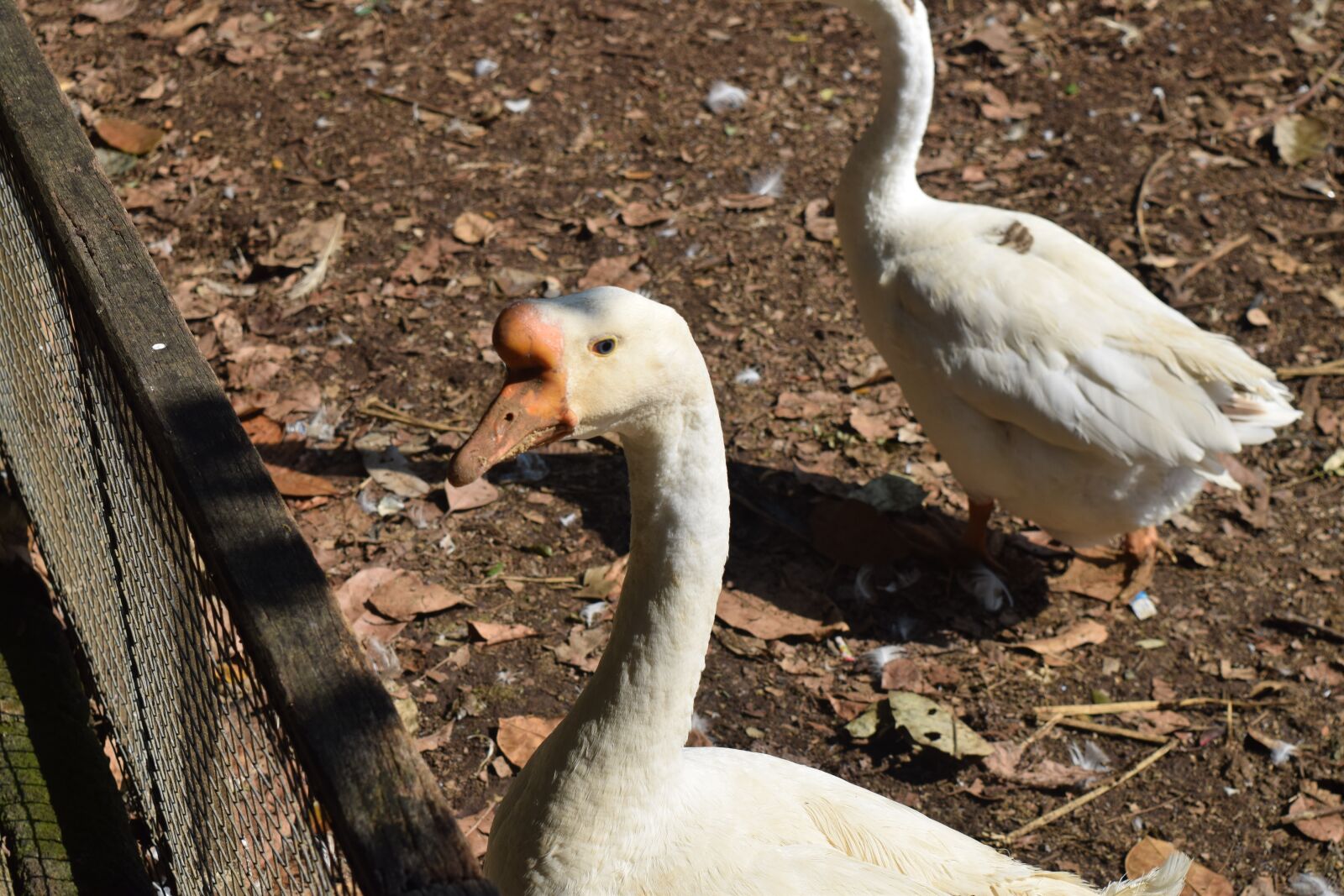 Nikon D3300 sample photo. Swan, animal, zoo photography