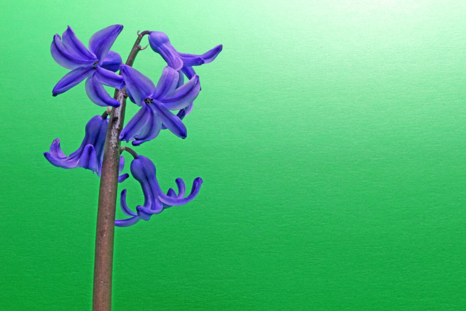 Canon EOS 550D (EOS Rebel T2i / EOS Kiss X4) sample photo. Flower, purple, beauty photography