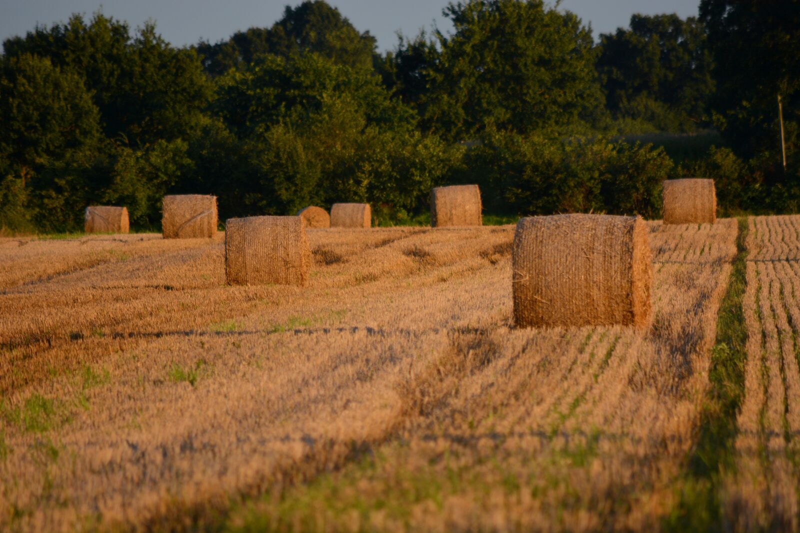 Nikon D7100 sample photo. Landscape, cereals, wheat photography