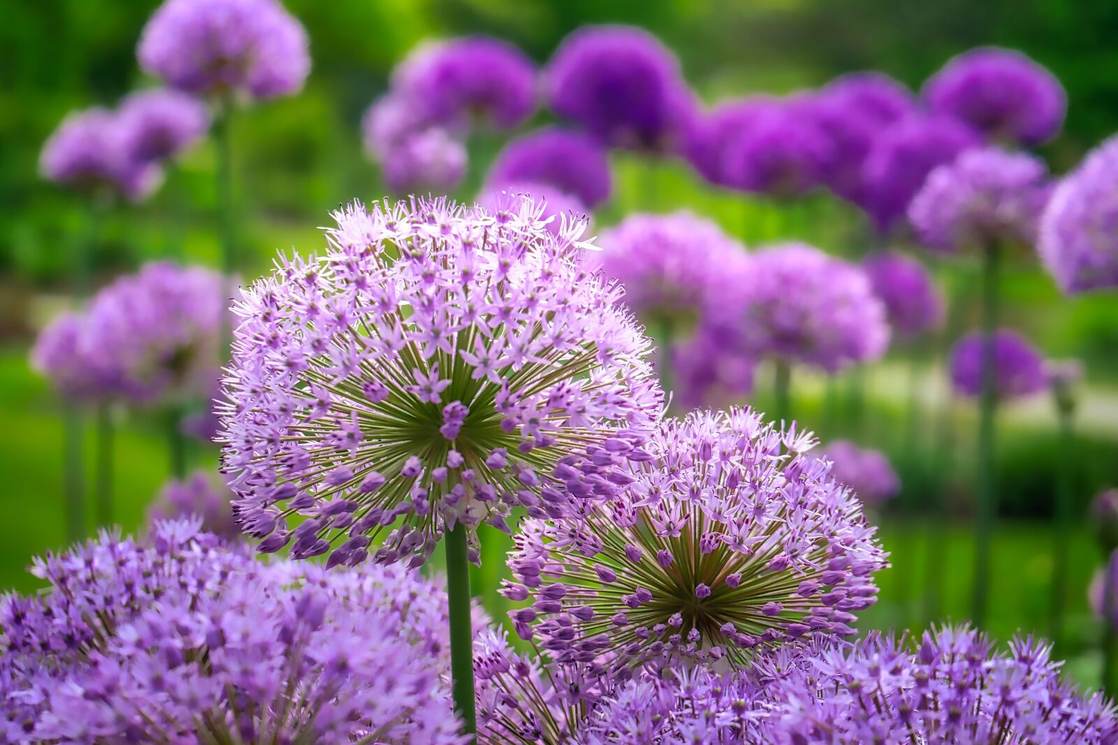 Panasonic Lumix DMC-GX8 sample photo. Flower, nature, plant photography