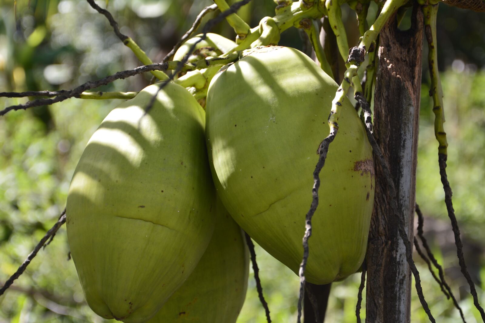 Nikon D7100 sample photo. Coco, nature, green photography