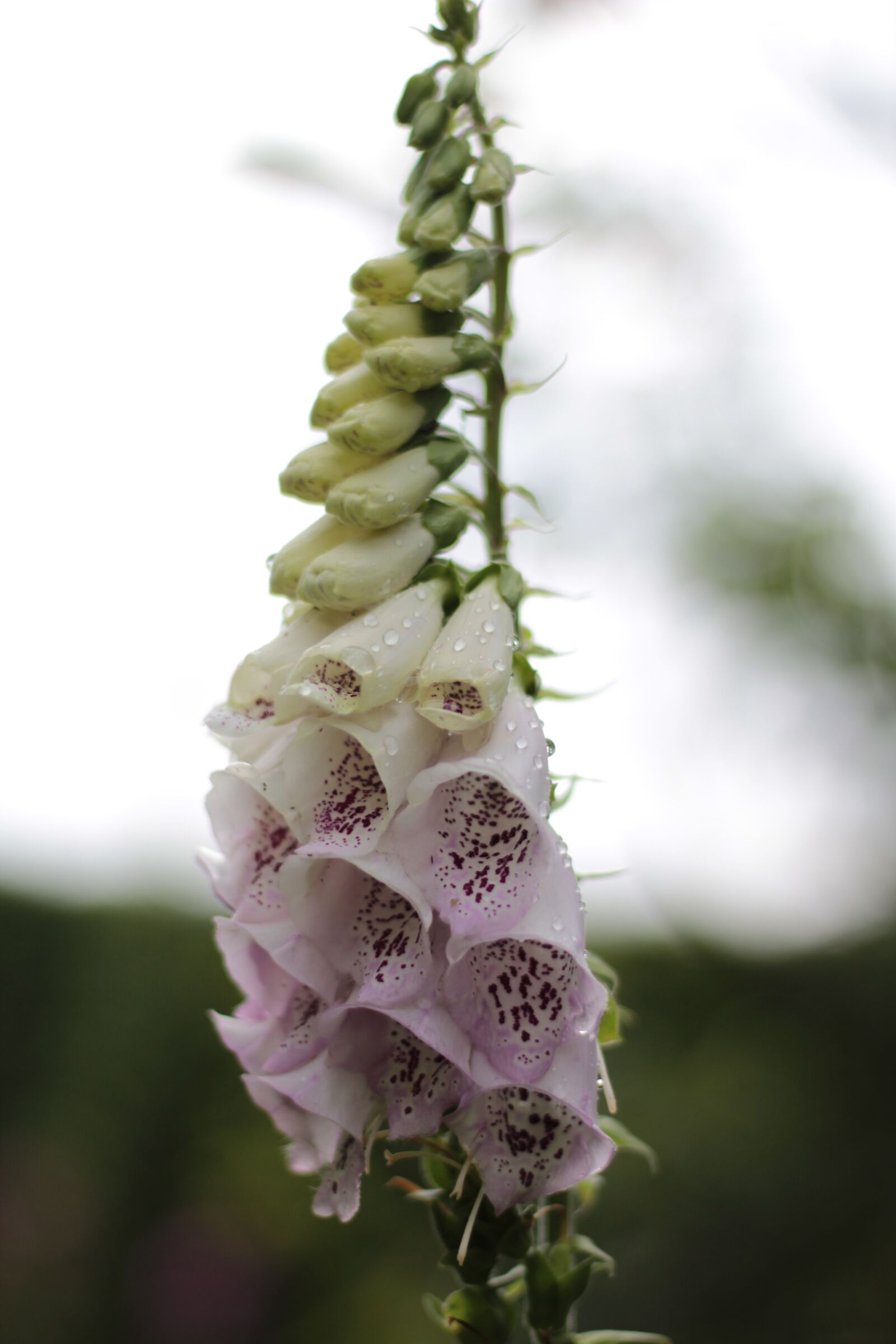 Canon EOS 600D (Rebel EOS T3i / EOS Kiss X5) + Canon EF 50mm F1.8 STM sample photo. Digitalis, foxglove, raindrops photography