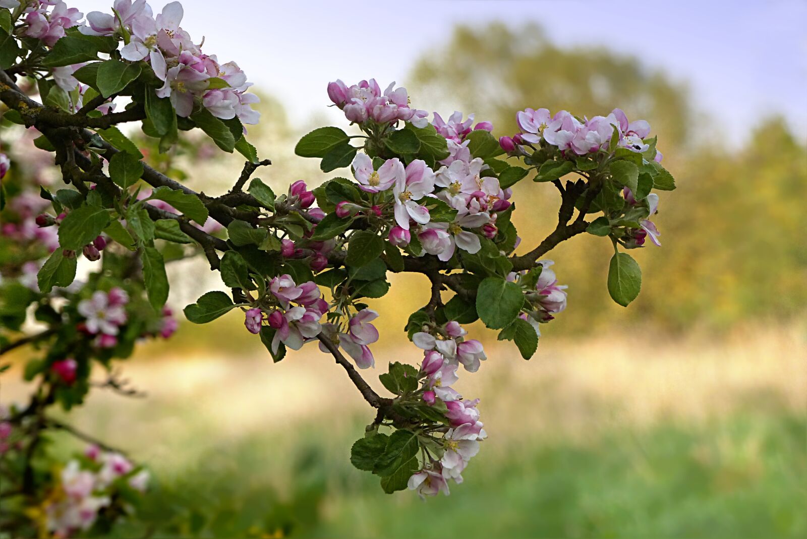 Panasonic Lumix DMC-FZ200 sample photo. Nature, tree, apple tree photography