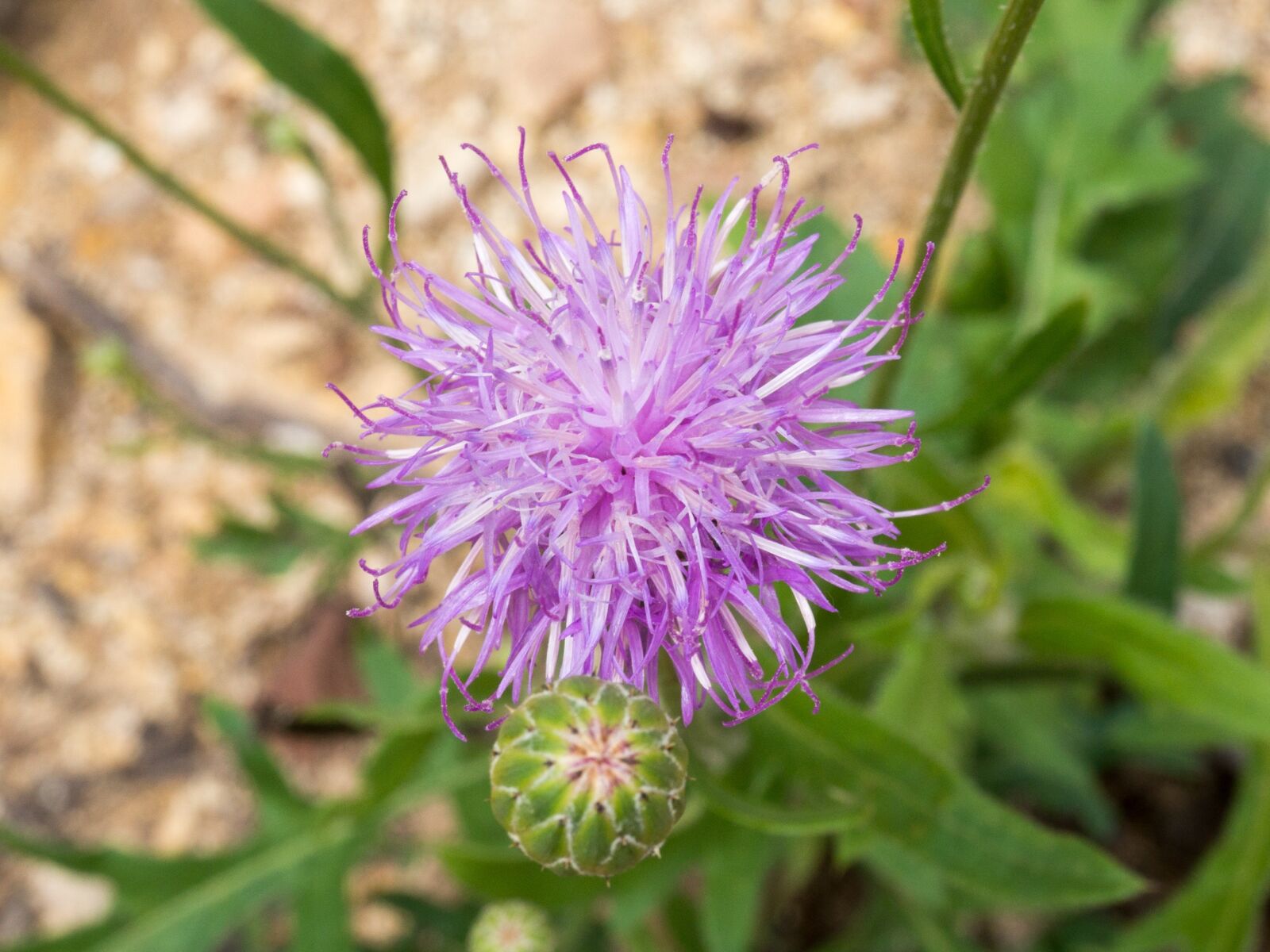 Sony Alpha NEX-3N sample photo. Tuberous thistle, wild flowers photography
