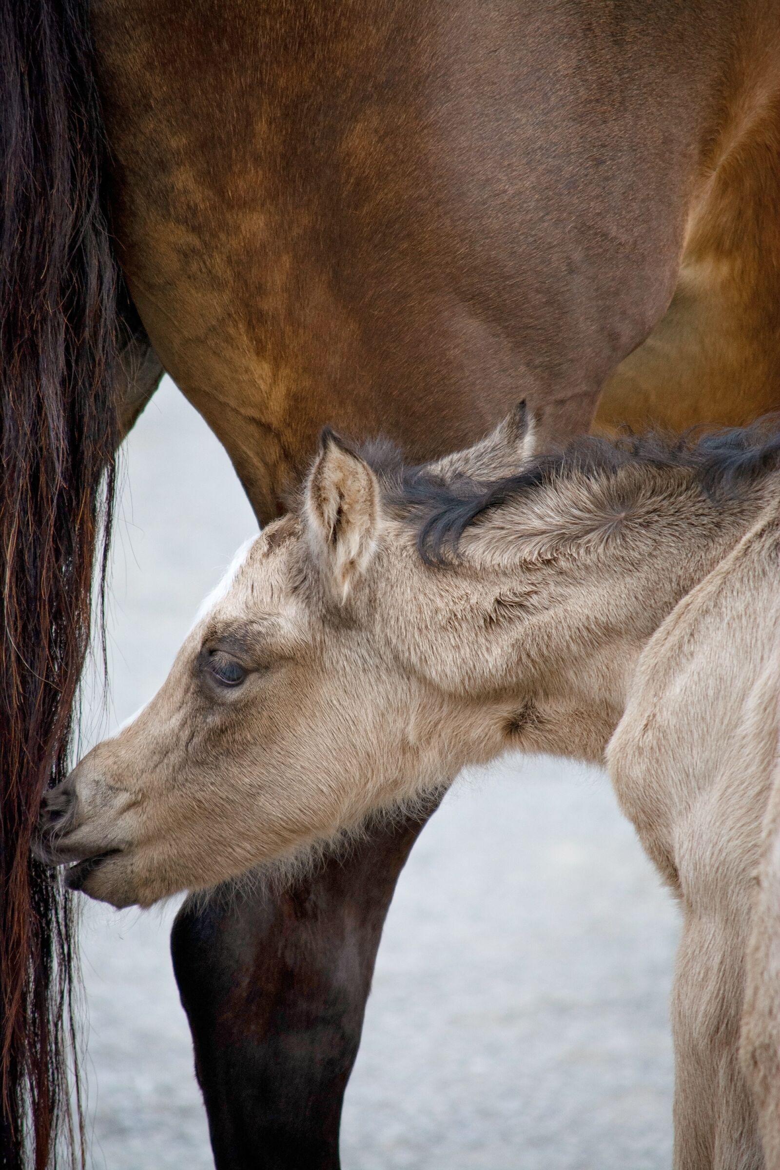 Nikon D7100 sample photo. Foal, pony, breeding photography