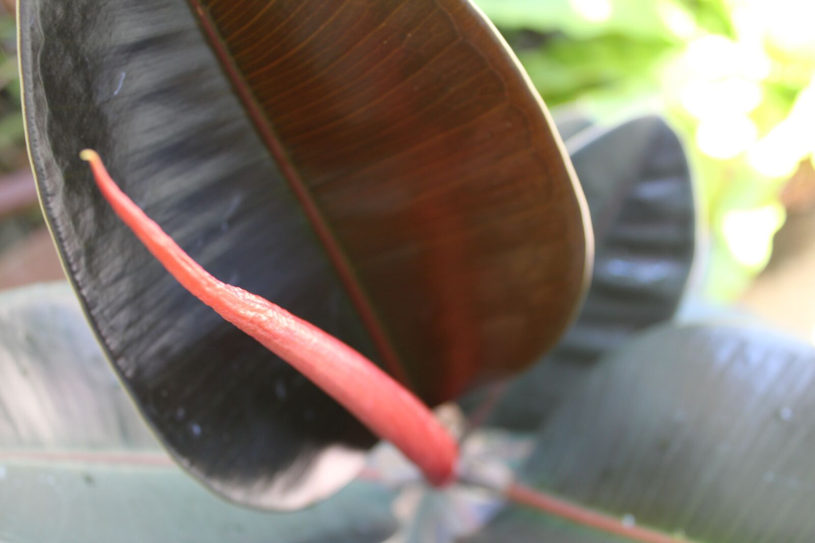 Canon EOS 1300D (EOS Rebel T6 / EOS Kiss X80) sample photo. Rubber plant, leaf capsule photography