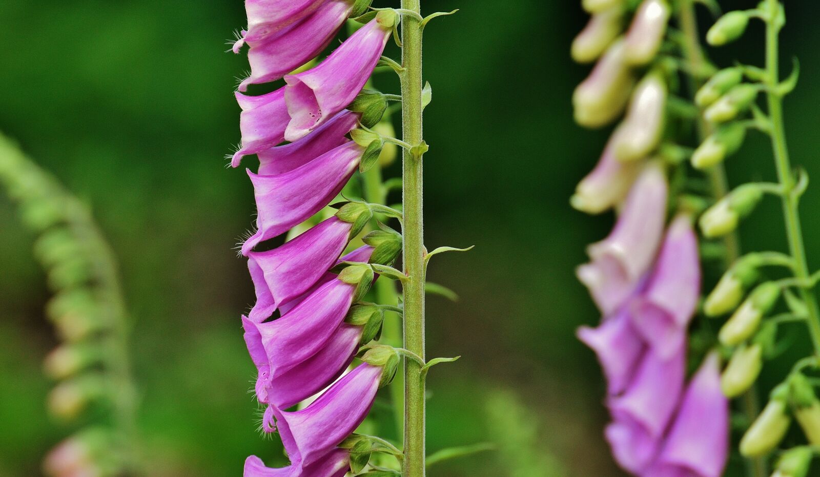 Nikon D3200 sample photo. Thimble, flower, toxic photography