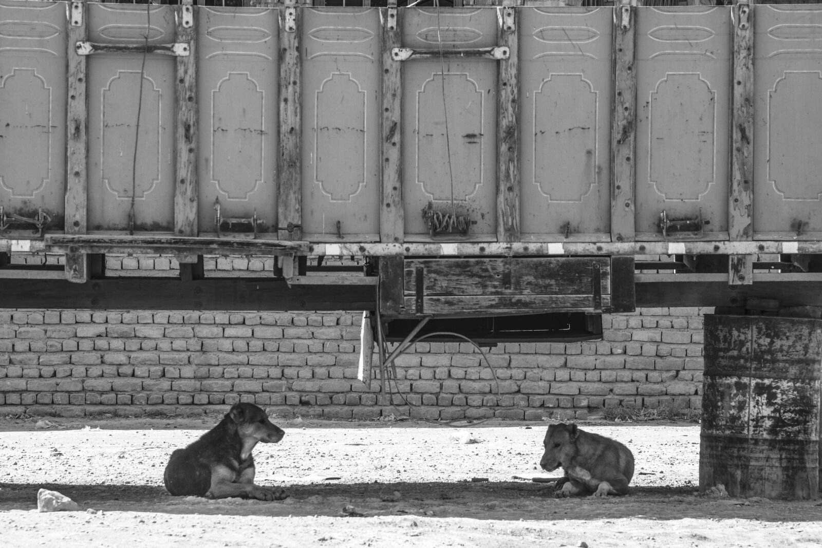 Nikon D7200 sample photo. Dog dogs, animal animals photography