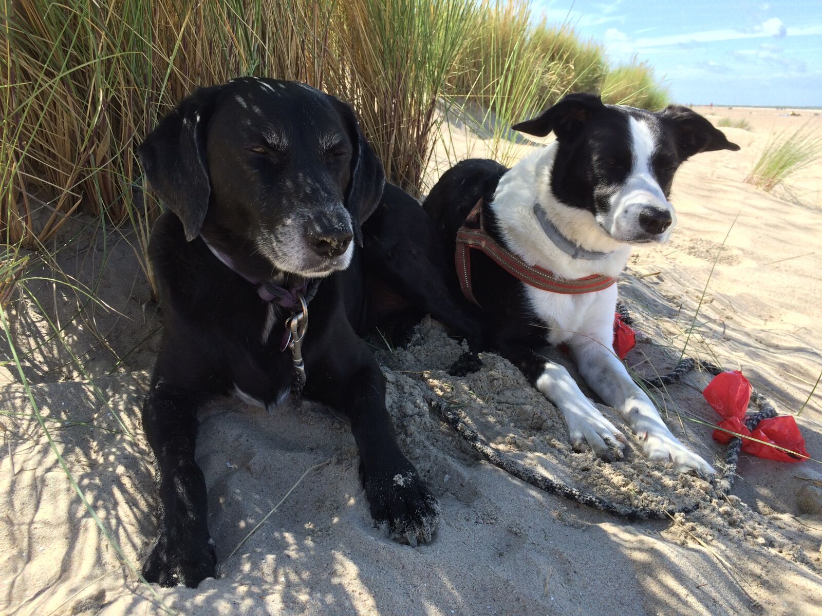 iPhone 5s back camera 4.15mm f/2.2 sample photo. Dogs, dunes, beach photography