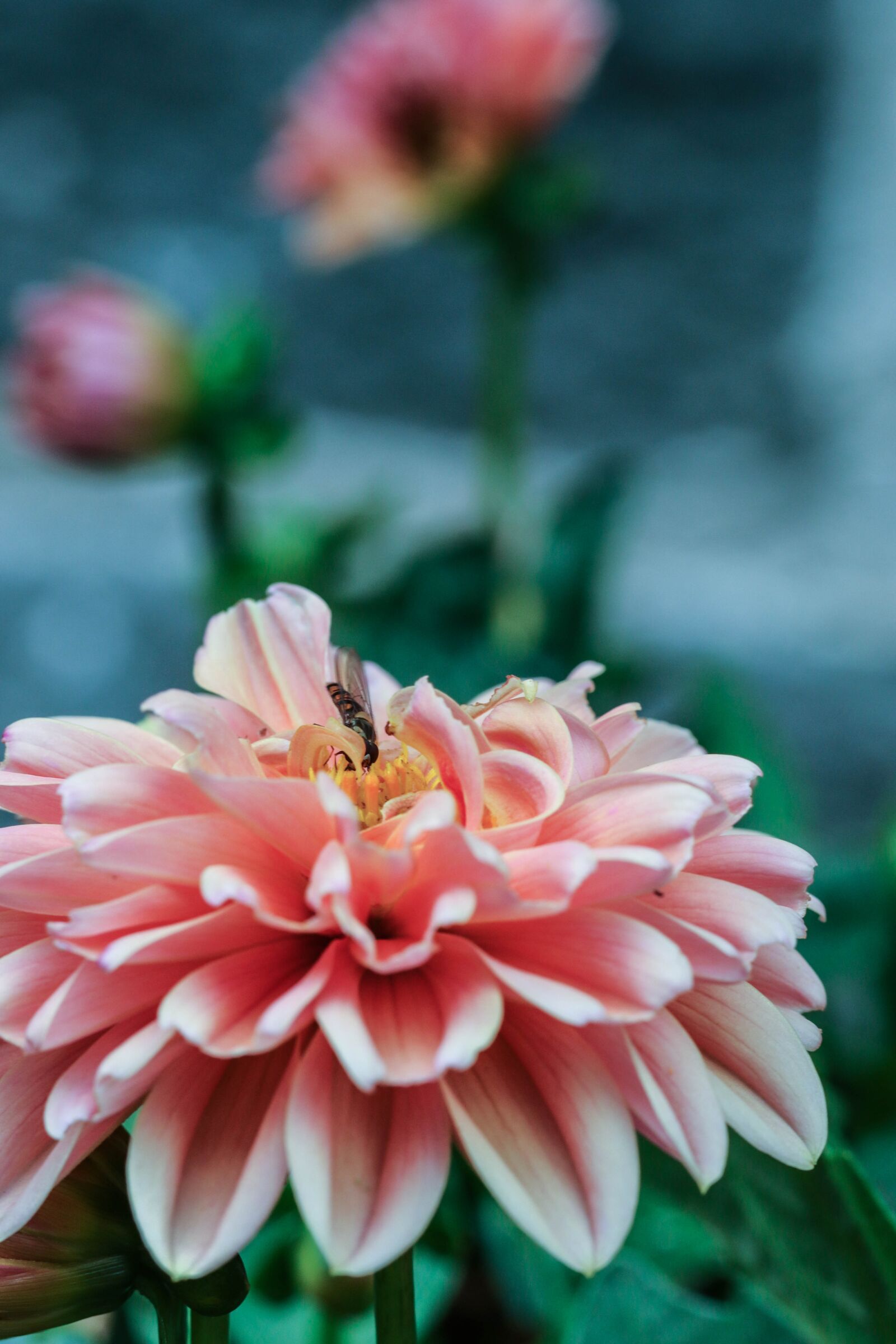 Canon EOS 7D Mark II sample photo. Flower, insect, pink photography