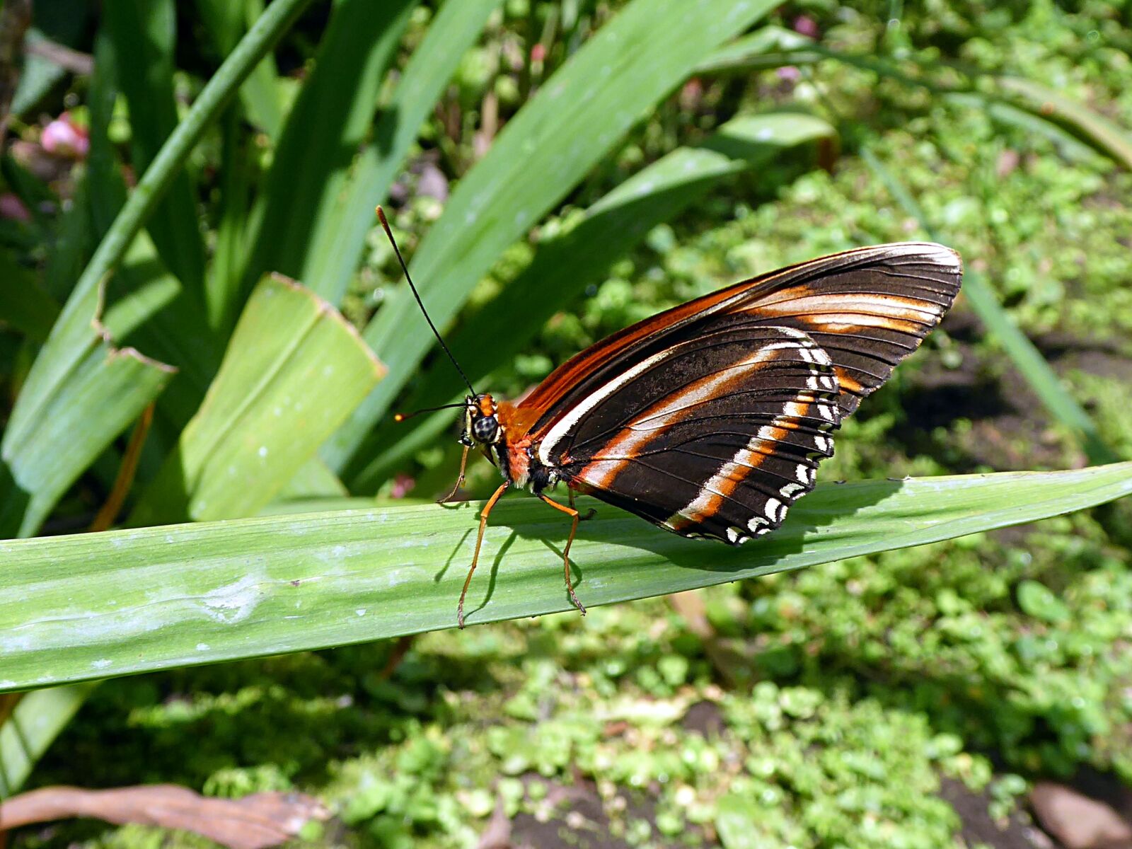 Panasonic Lumix DMC-ZS50 (Lumix DMC-TZ70) sample photo. Butterfly, insect, moth photography