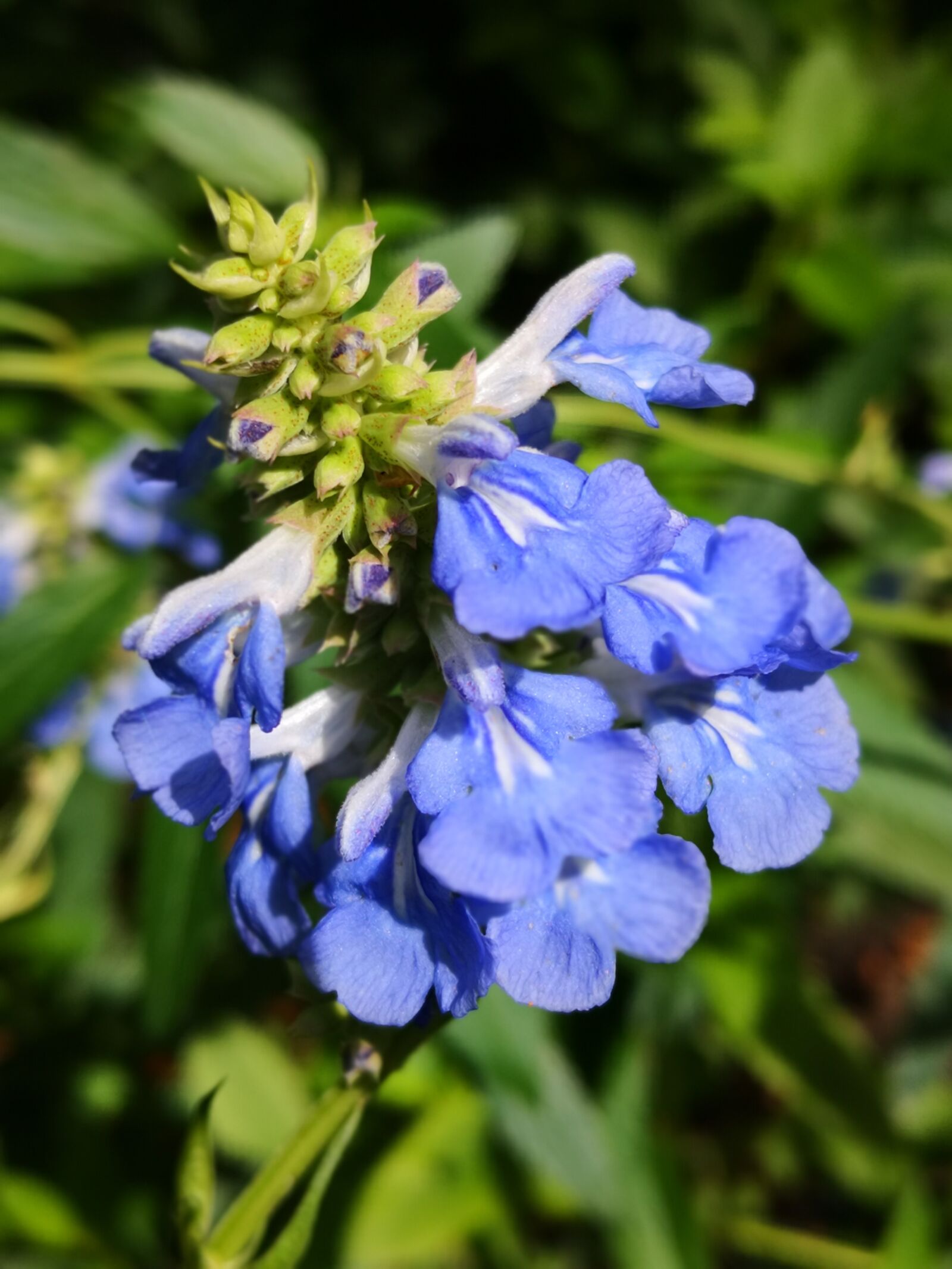 HUAWEI Mate 10 Pro sample photo. Flower, purple, summer photography