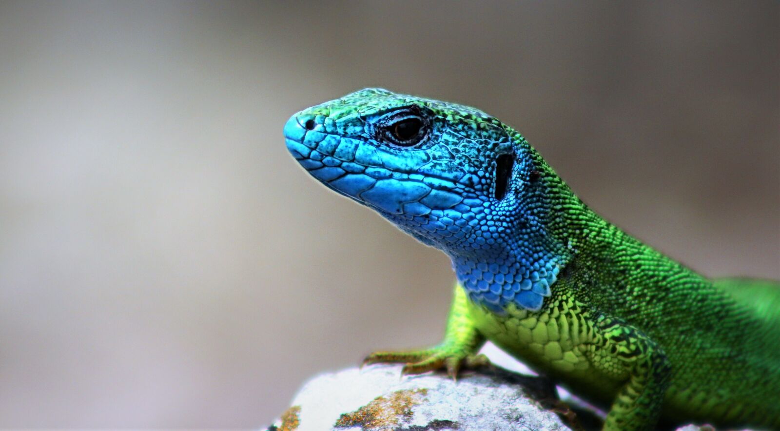 Canon EOS 650D (EOS Rebel T4i / EOS Kiss X6i) sample photo. Lizard, summer, canon photography