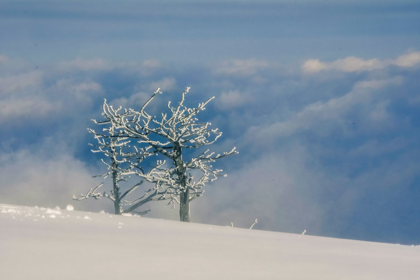 Nikon D500 sample photo. Snow, winter, white photography