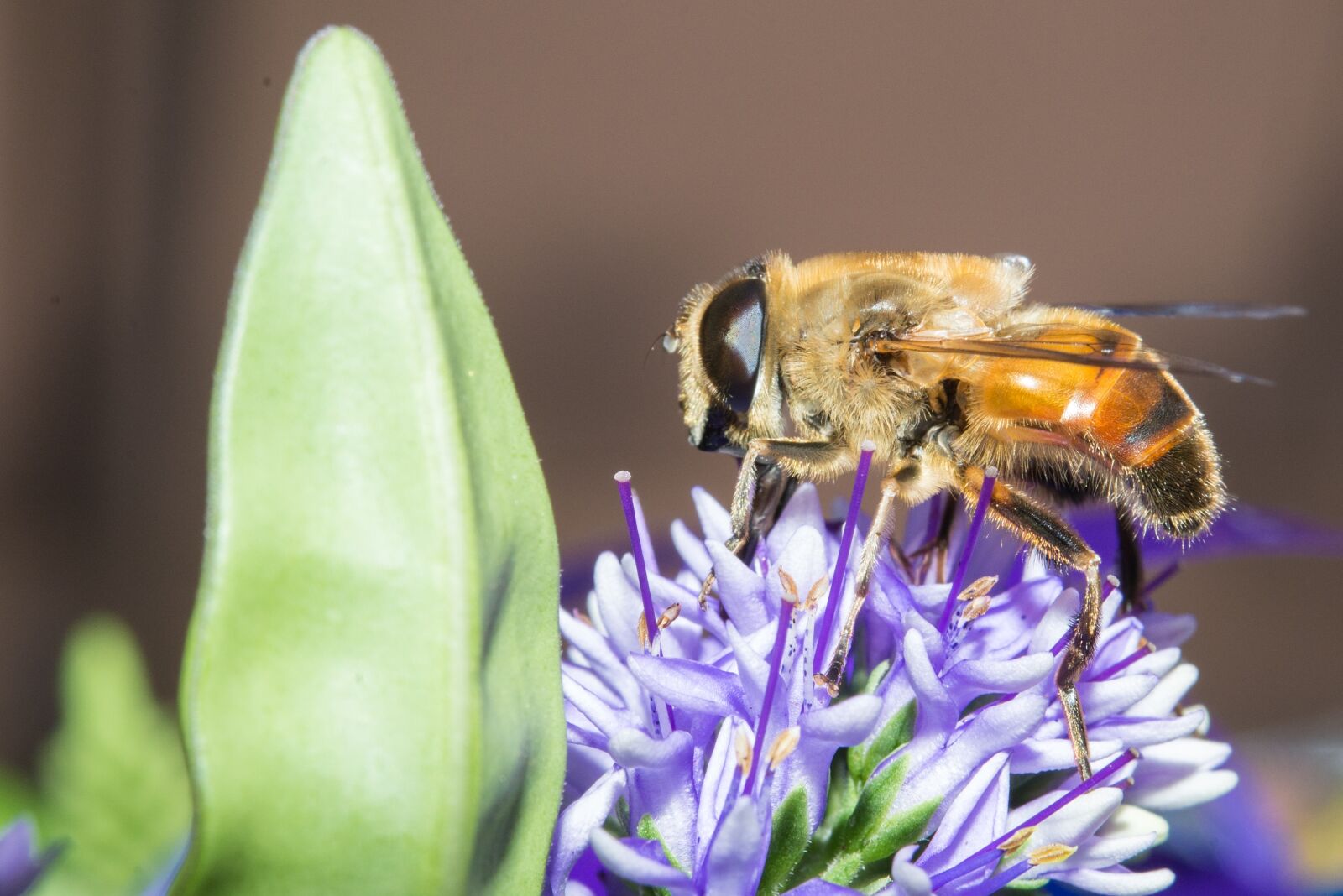 Nikon D600 sample photo. Insect, bee, wasp photography