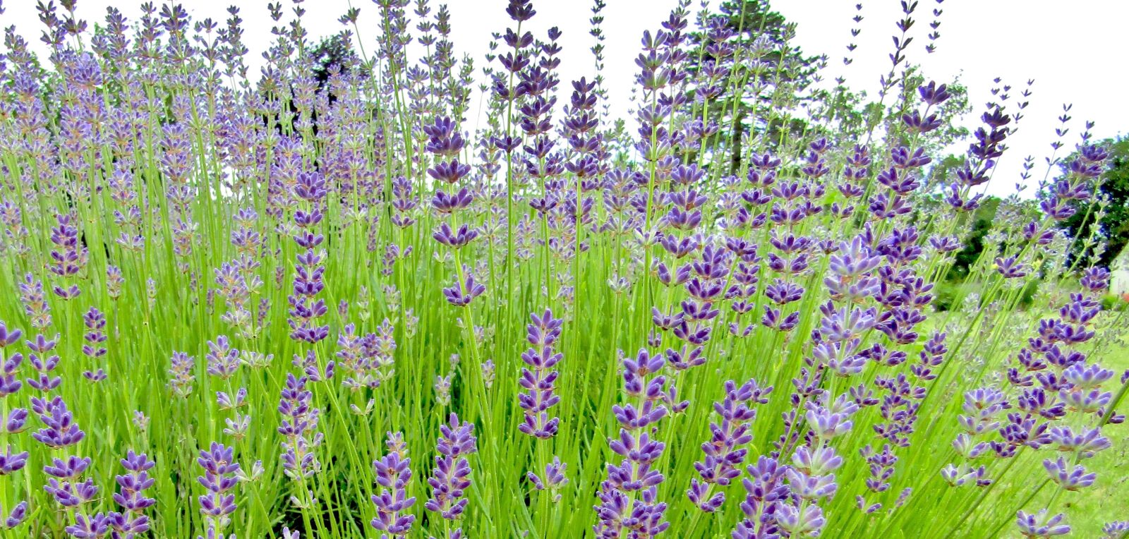 Canon POWERSHOT SX432 IS sample photo. Lavender, lavender bush, purple photography