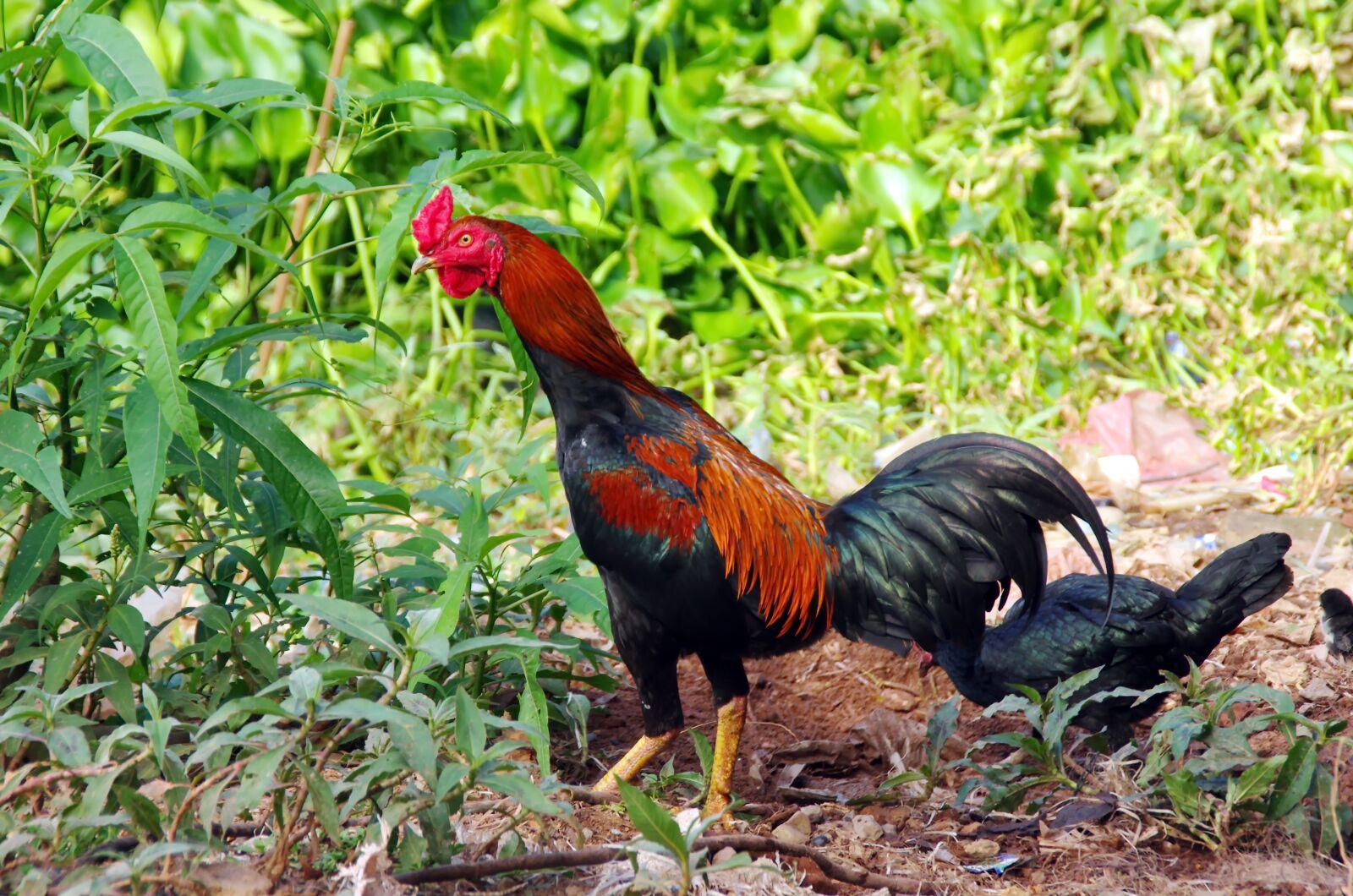 Pentax K-5 sample photo. Cock, gallinacé, asian cock photography