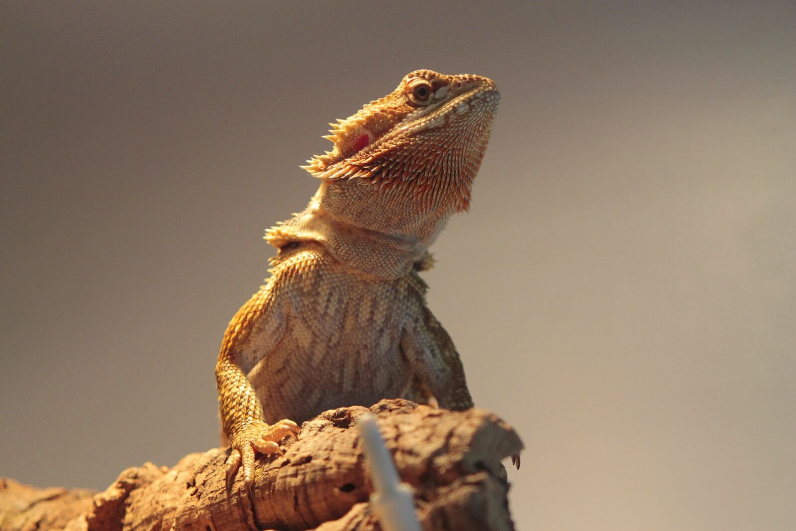 Canon EOS 1100D (EOS Rebel T3 / EOS Kiss X50) + Canon EF 28-105mm f/3.5-4.5 USM sample photo. Reptile, bearded dragon, animals photography