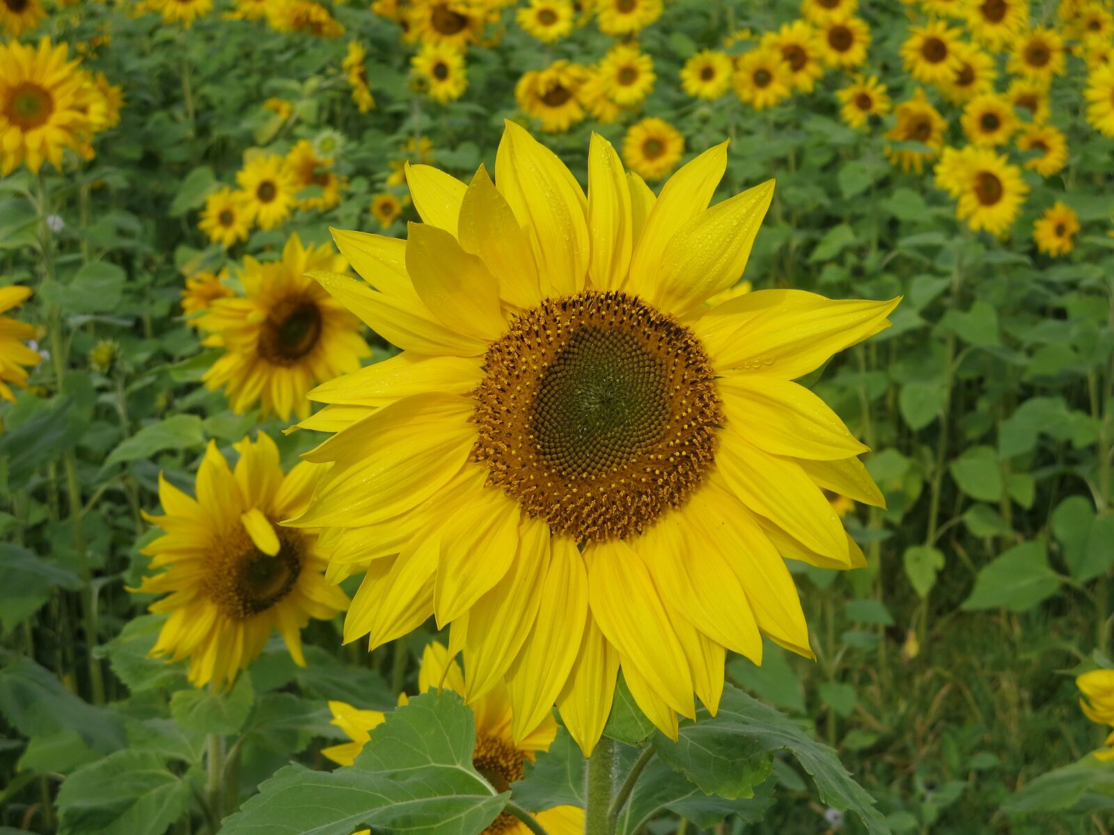 Canon PowerShot ELPH 330 HS (IXUS 255 HS / IXY 610F) sample photo. Sunflower, flower, blossom photography