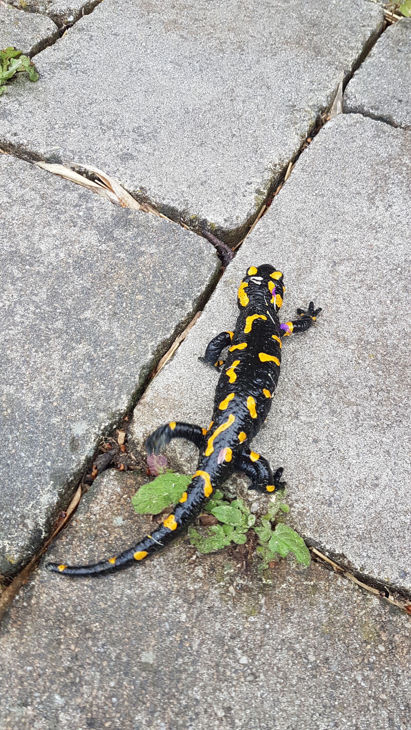 Samsung Galaxy S7 sample photo. Salamander, patch, animal photography
