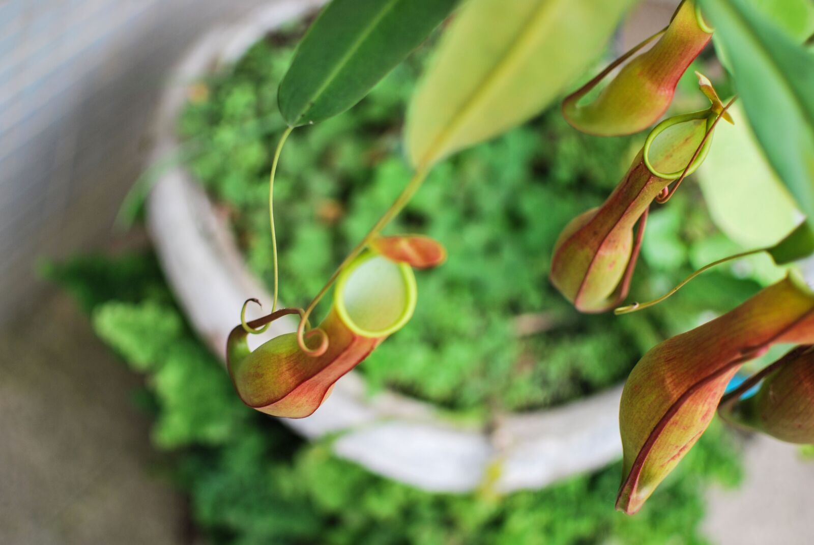 Nikon D60 sample photo. Garden, exotic plant, plant photography