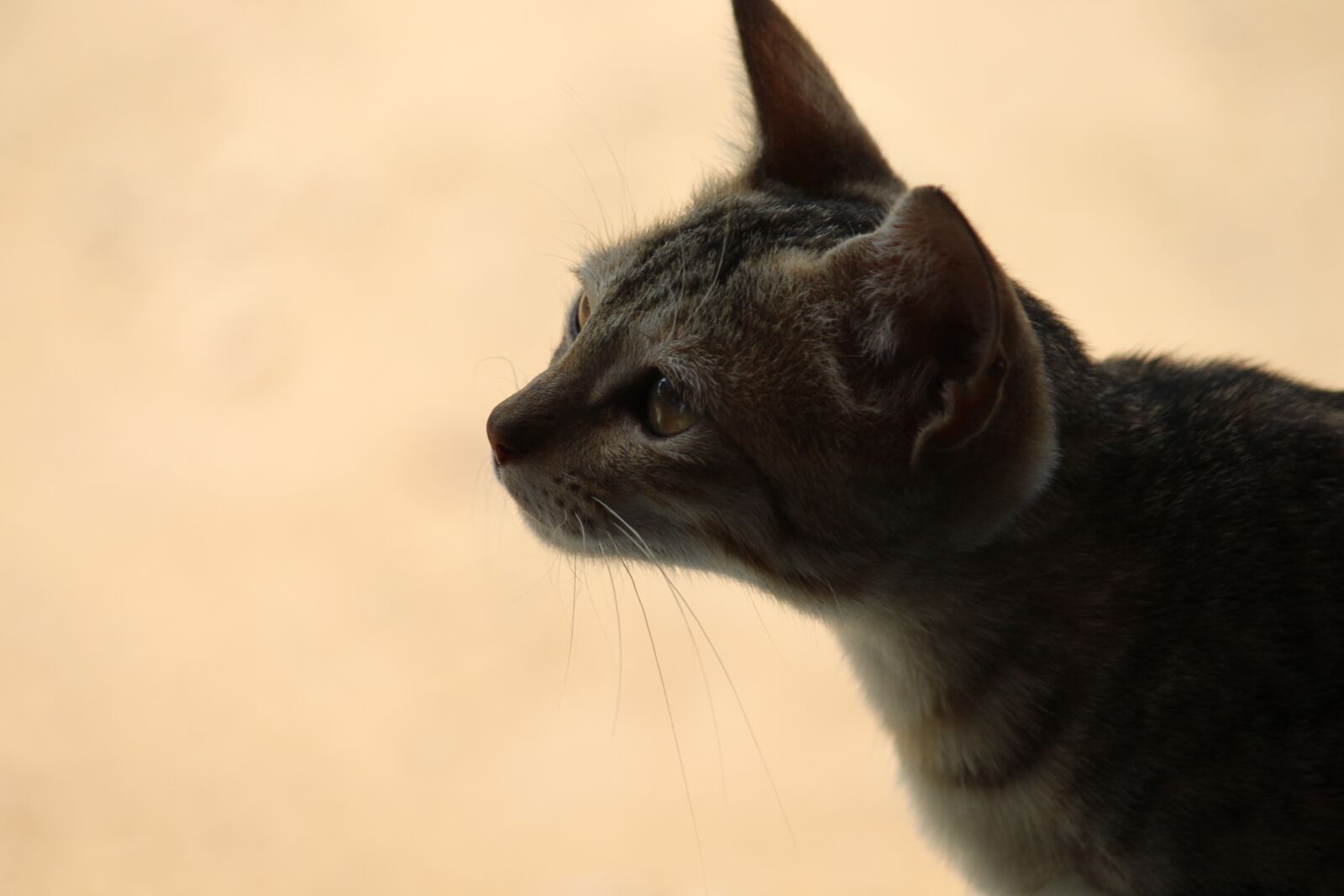 Canon EOS 700D (EOS Rebel T5i / EOS Kiss X7i) sample photo. Animal, cat, kit photography