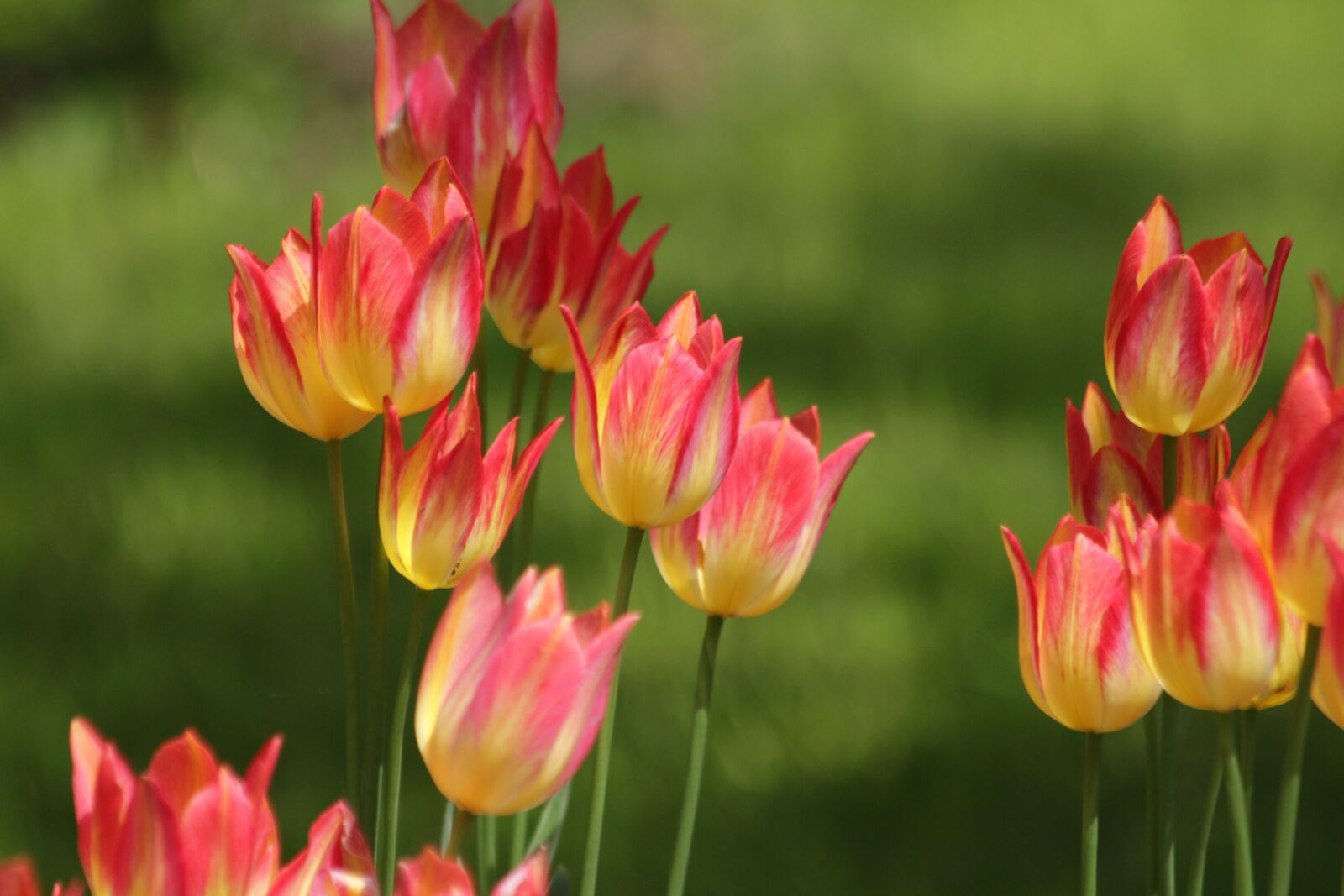 Canon EOS 650D (EOS Rebel T4i / EOS Kiss X6i) sample photo. Tulips, flowers, spring photography