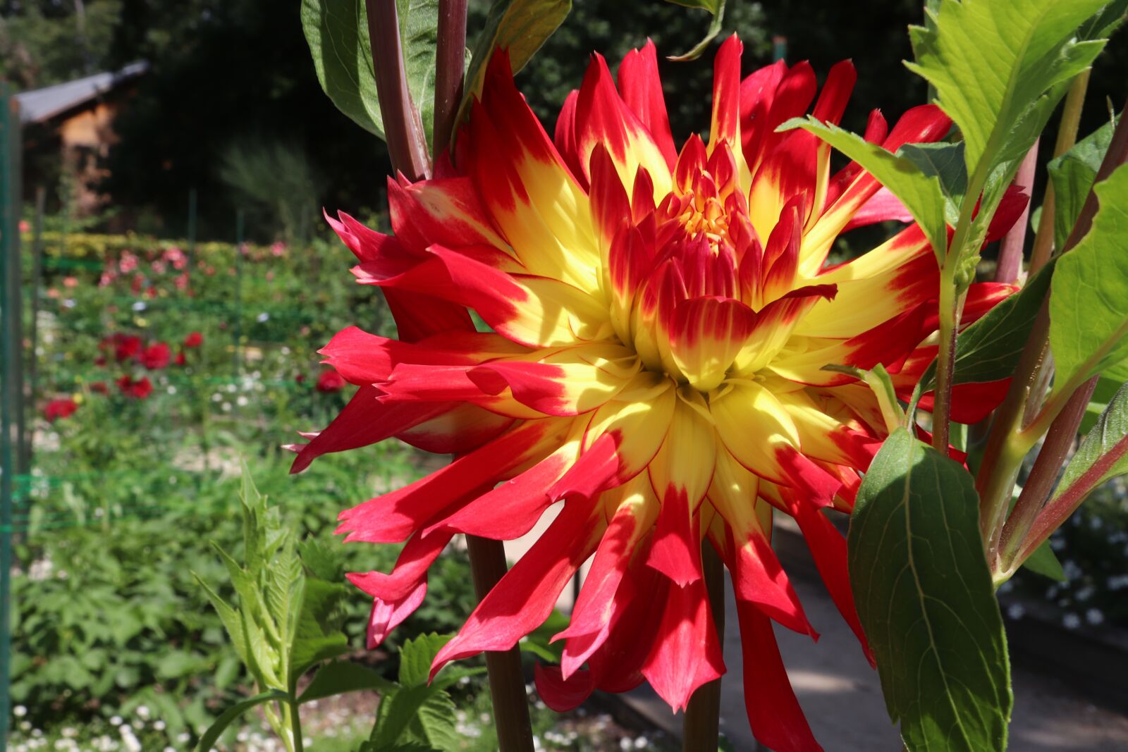 Canon EOS 800D (EOS Rebel T7i / EOS Kiss X9i) sample photo. Dahlias, bicolor, yellow and photography