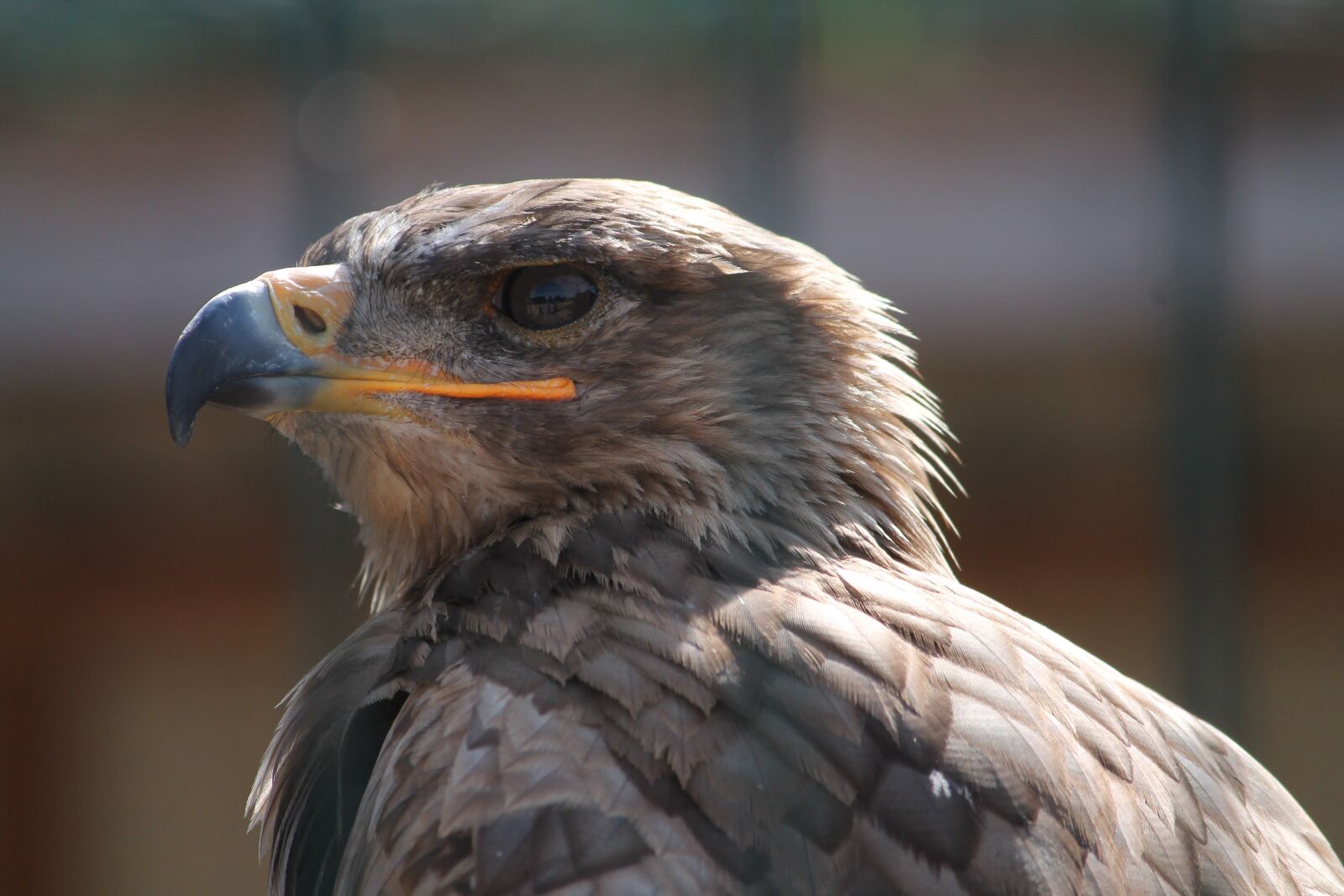 Canon EOS 1100D (EOS Rebel T3 / EOS Kiss X50) sample photo. Bird of prey, close photography
