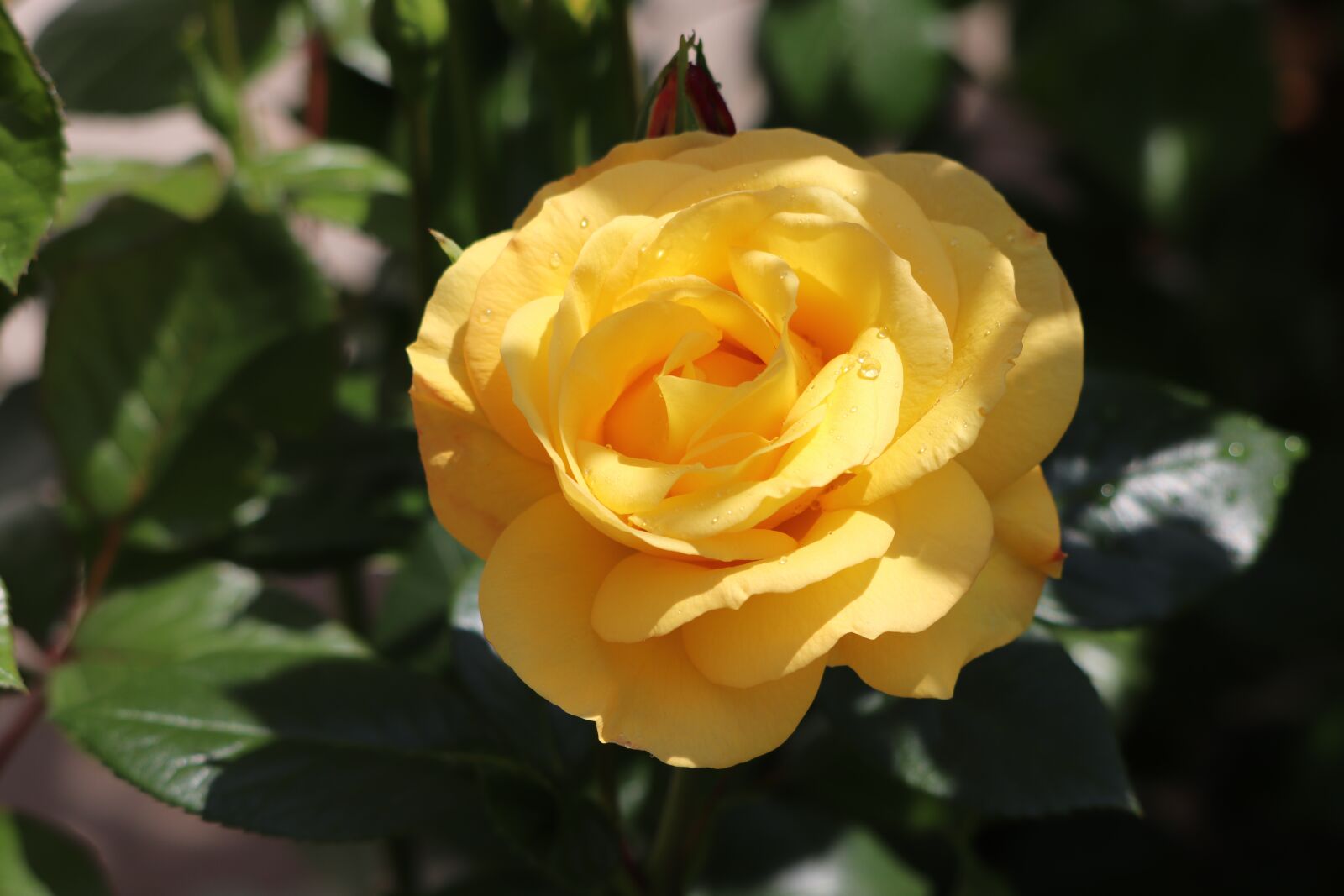 Canon EOS 77D (EOS 9000D / EOS 770D) sample photo. Rose, rose bloom, fragrance photography