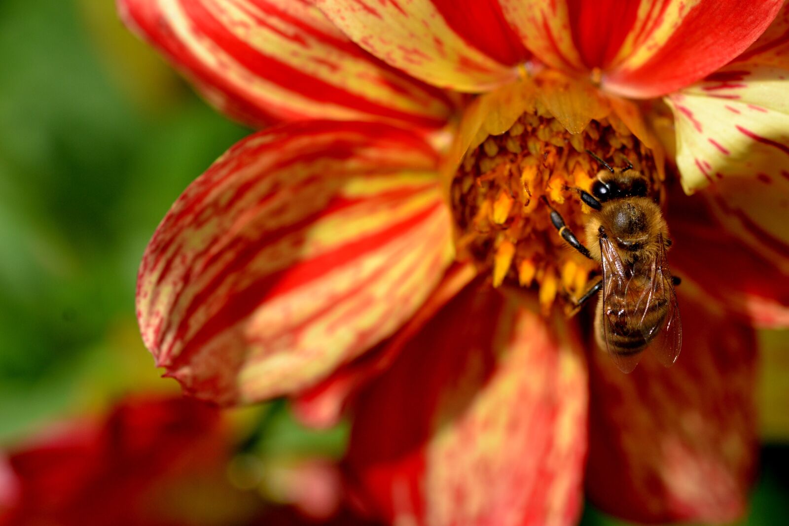 Nikon D3100 sample photo. Bee, flower, busy photography