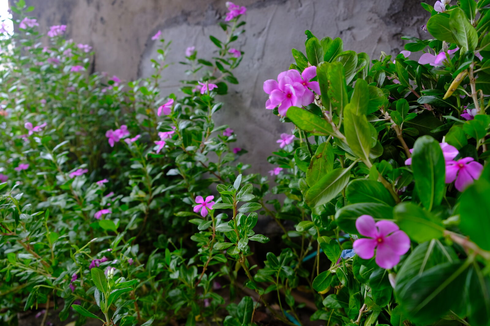 Fujifilm X-T2 sample photo