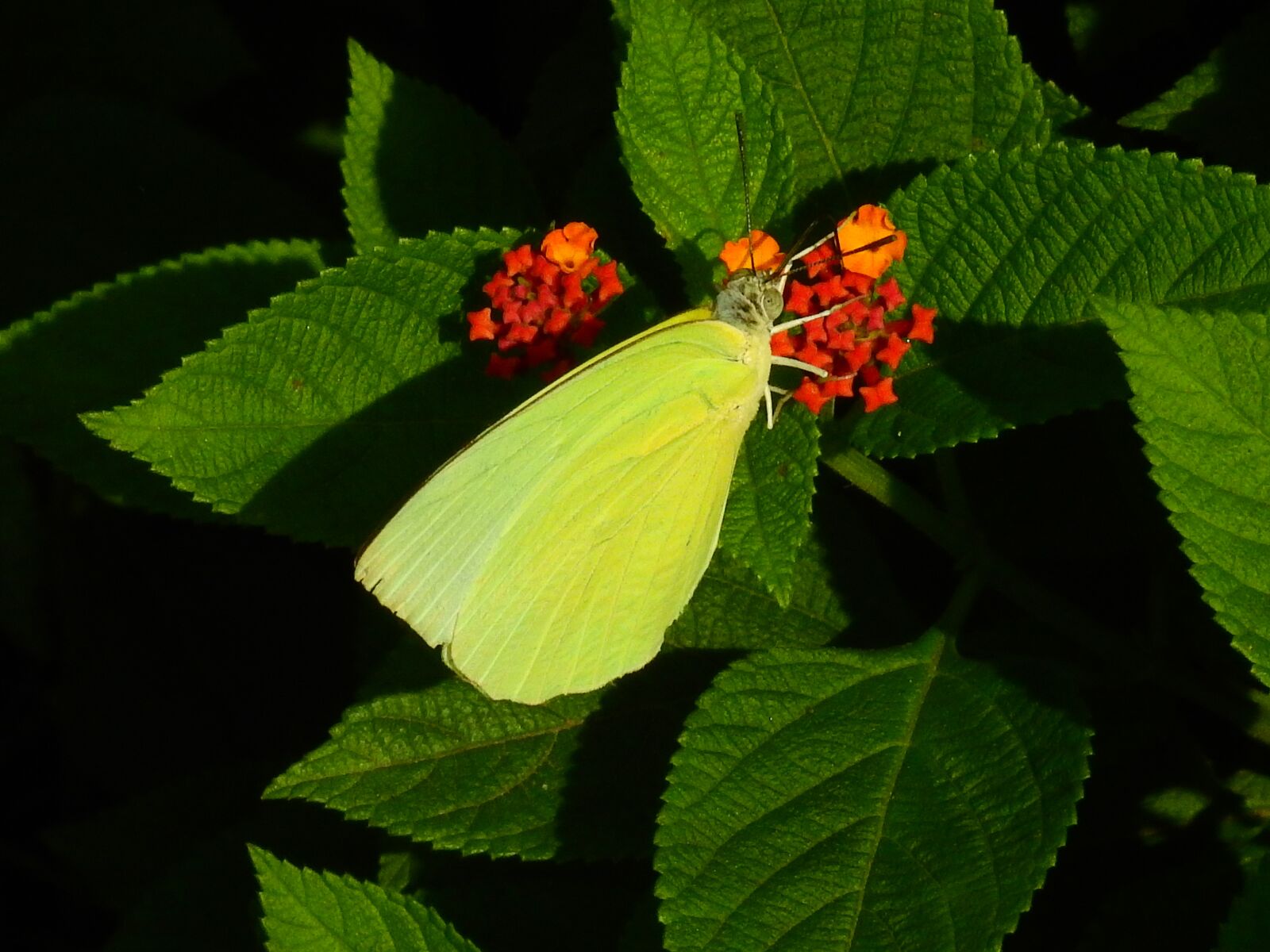 Nikon Coolpix P900 sample photo. Butterfly, nature, butterflies photography