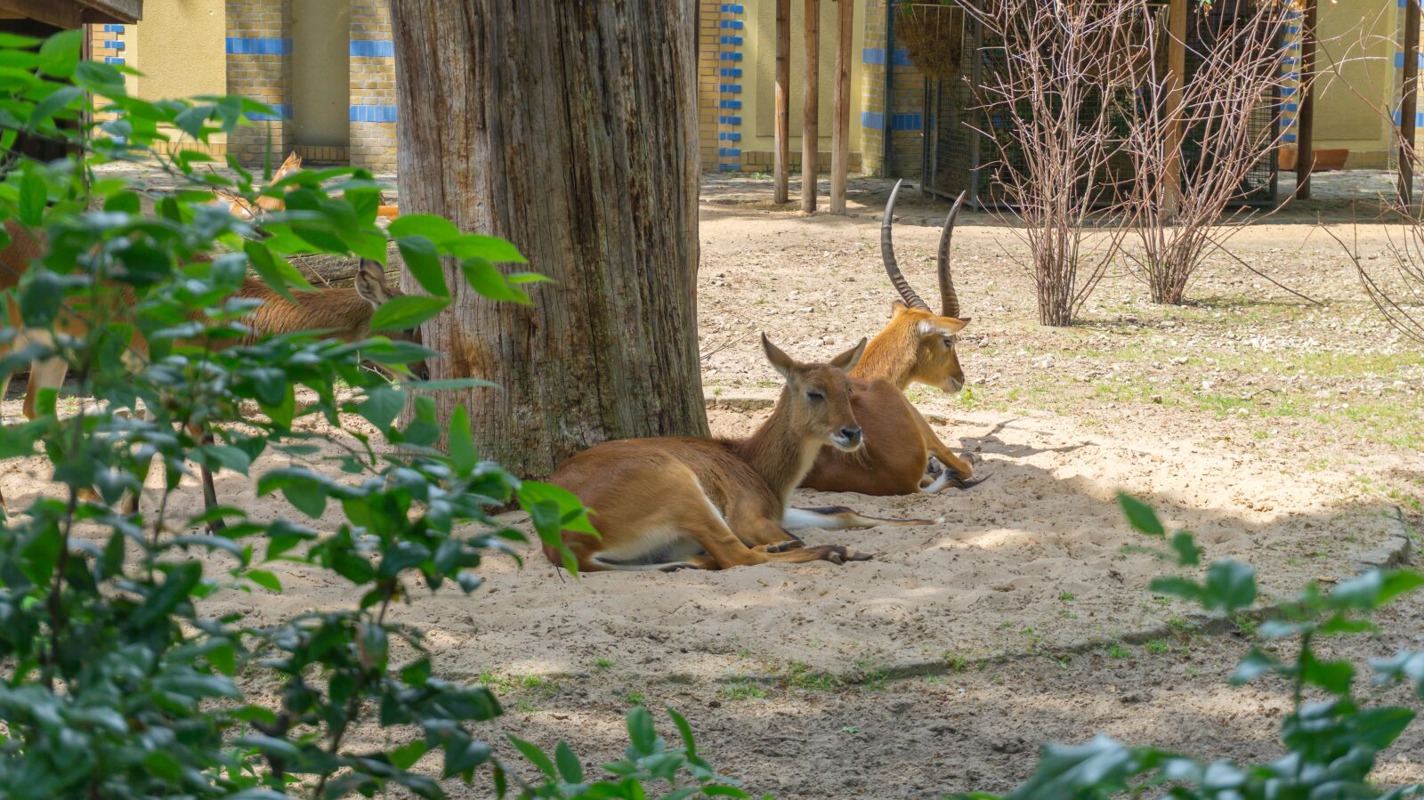 Sony Alpha a5000 (ILCE 5000) sample photo. Nature, animal, wood photography