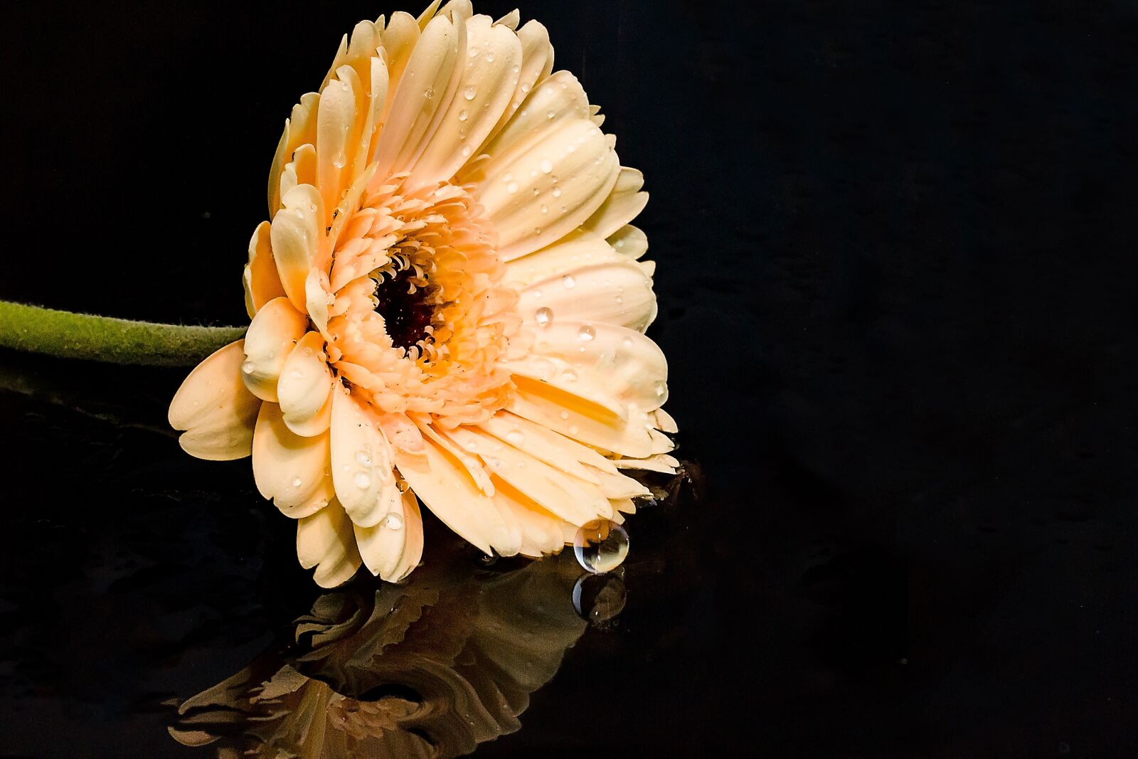Canon EOS 650D (EOS Rebel T4i / EOS Kiss X6i) sample photo. Gerbera, flower, blossom photography