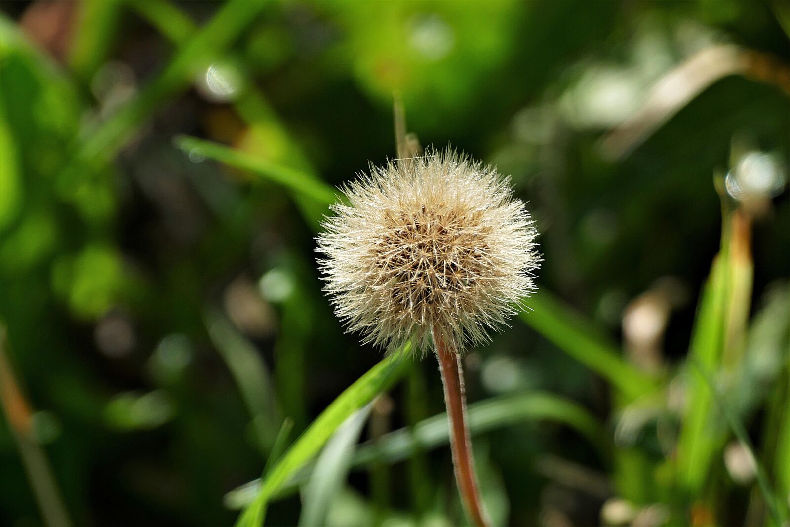 Panasonic Lumix DMC-FZ1000 sample photo. Dandelion, flying seeds, close photography