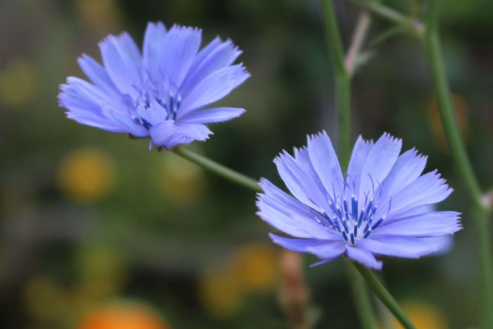 Canon EOS 700D (EOS Rebel T5i / EOS Kiss X7i) sample photo. Purple flowers, cichorium flower photography