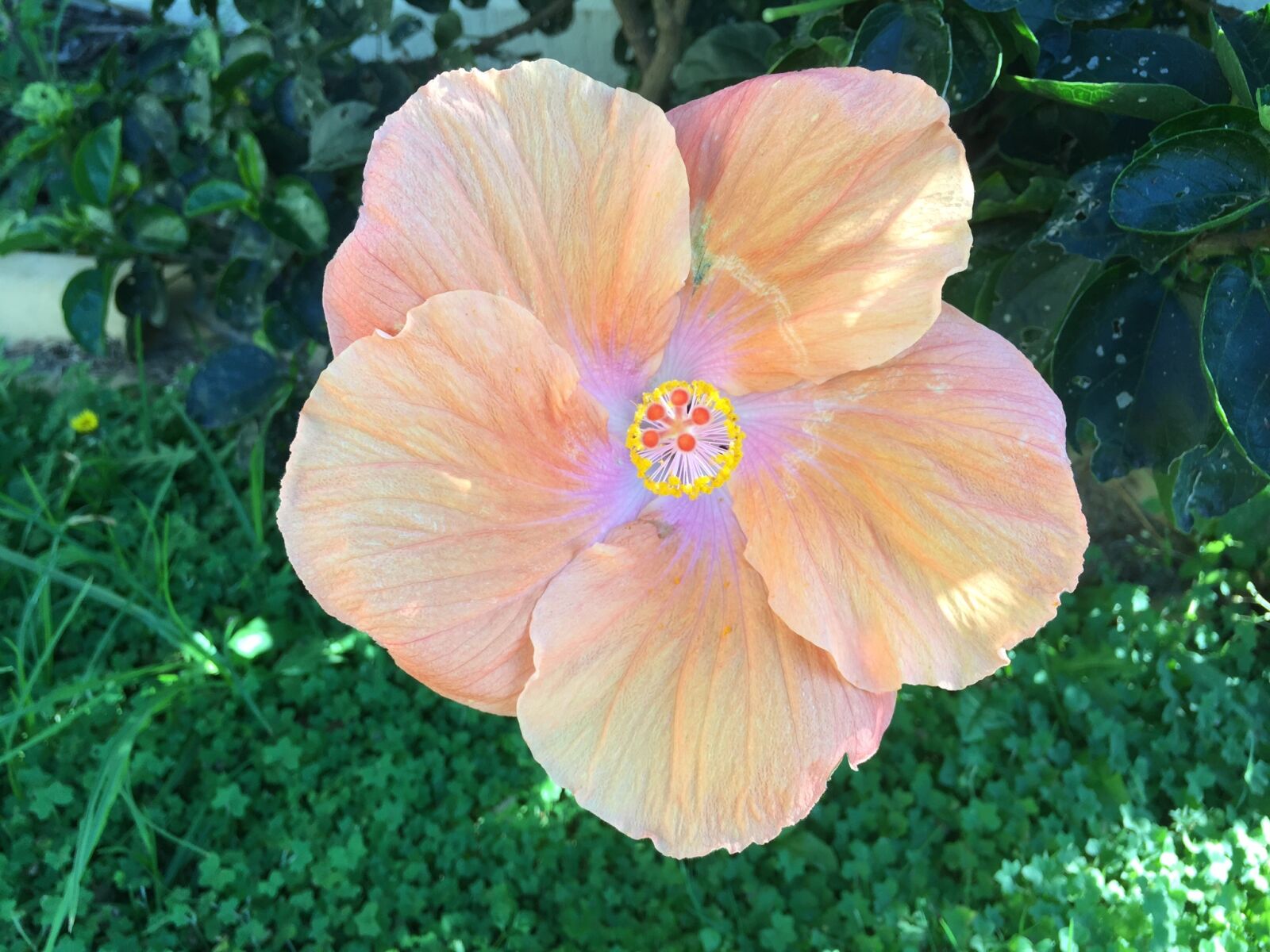 Apple iPhone 6 sample photo. Hibiscus, flower, australia photography