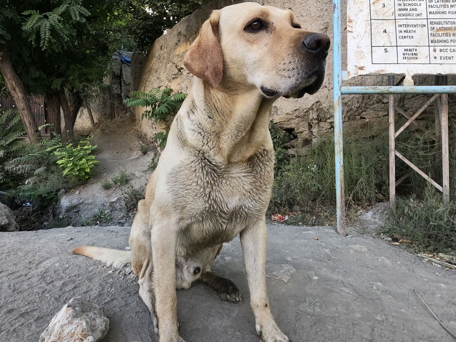 GoPro Hero8 Black sample photo. Dog, pet, animal photography
