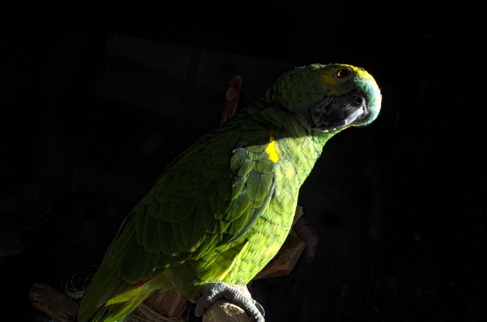 Nikon D7000 sample photo. Parrot, amazon parrot, bird photography
