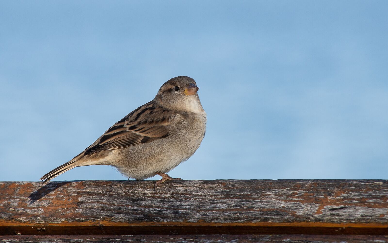 Canon EF 70-300mm F4-5.6 IS USM sample photo. Sparrow, bird, sperling photography