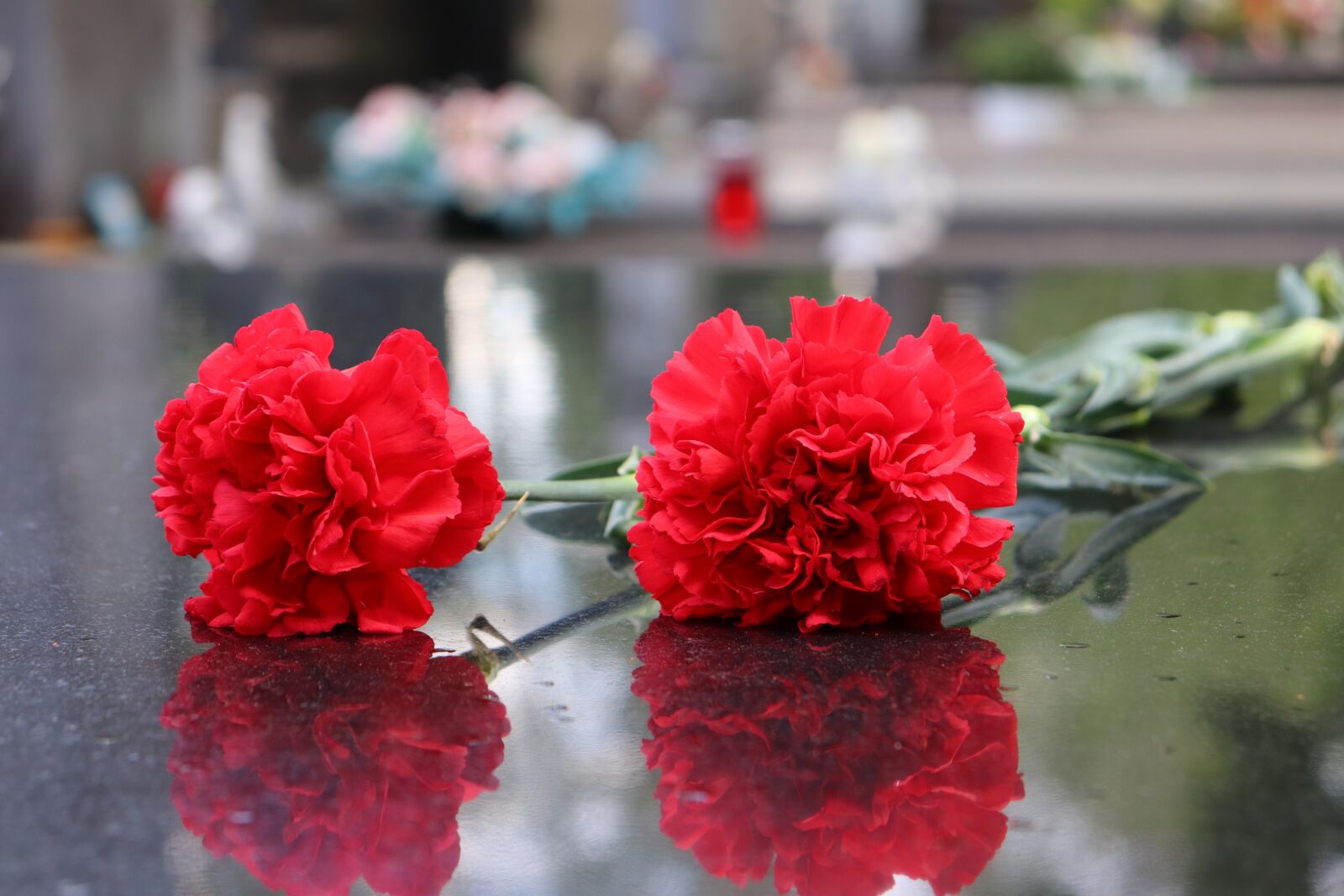 Canon EOS 200D (EOS Rebel SL2 / EOS Kiss X9) sample photo. Two red carnations, black photography