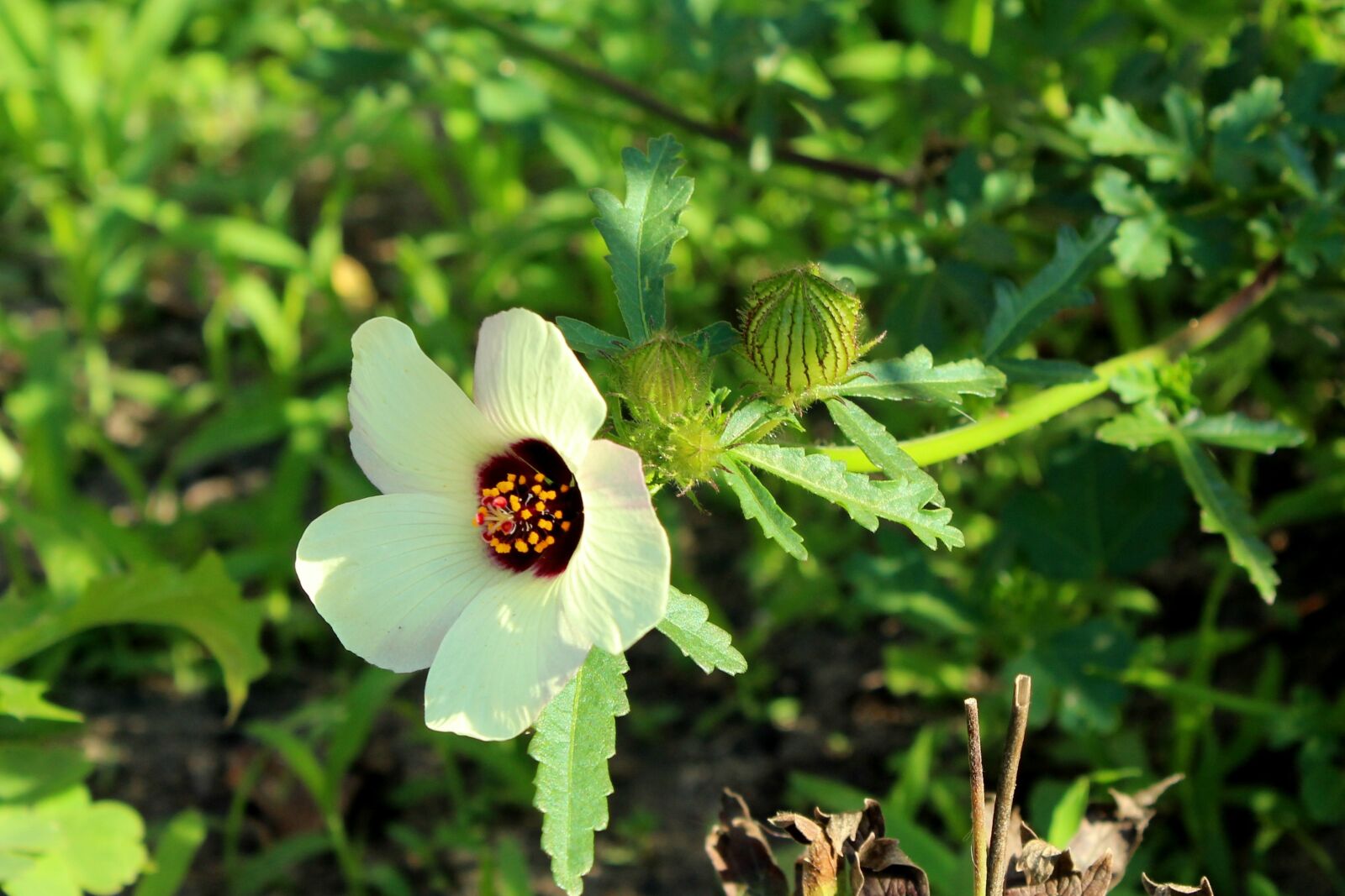Canon EOS 1200D (EOS Rebel T5 / EOS Kiss X70 / EOS Hi) sample photo. Flower, white flower, autumn photography