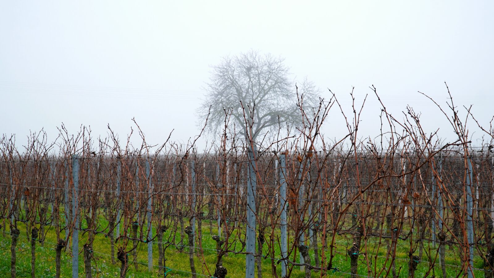 Sony E PZ 18-105mm F4 G OSS sample photo. Vineyard, fog, landscape photography