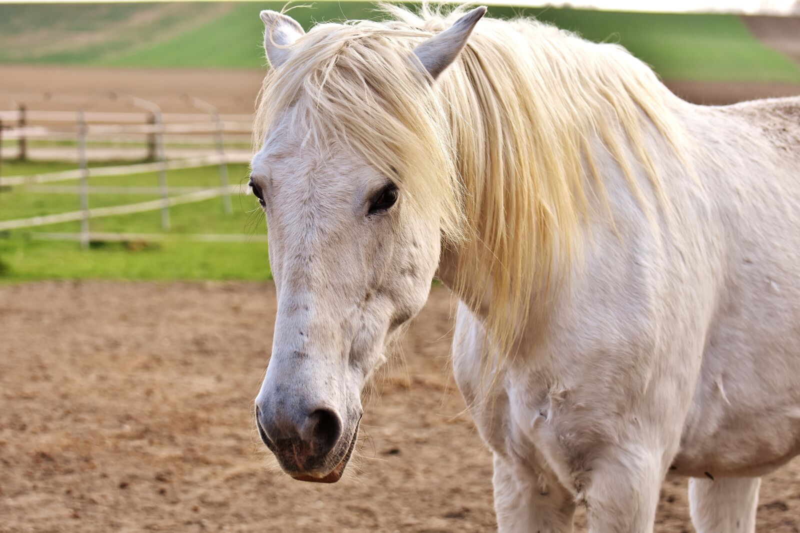 Nikon D7200 sample photo. Mold, horse, coupling photography