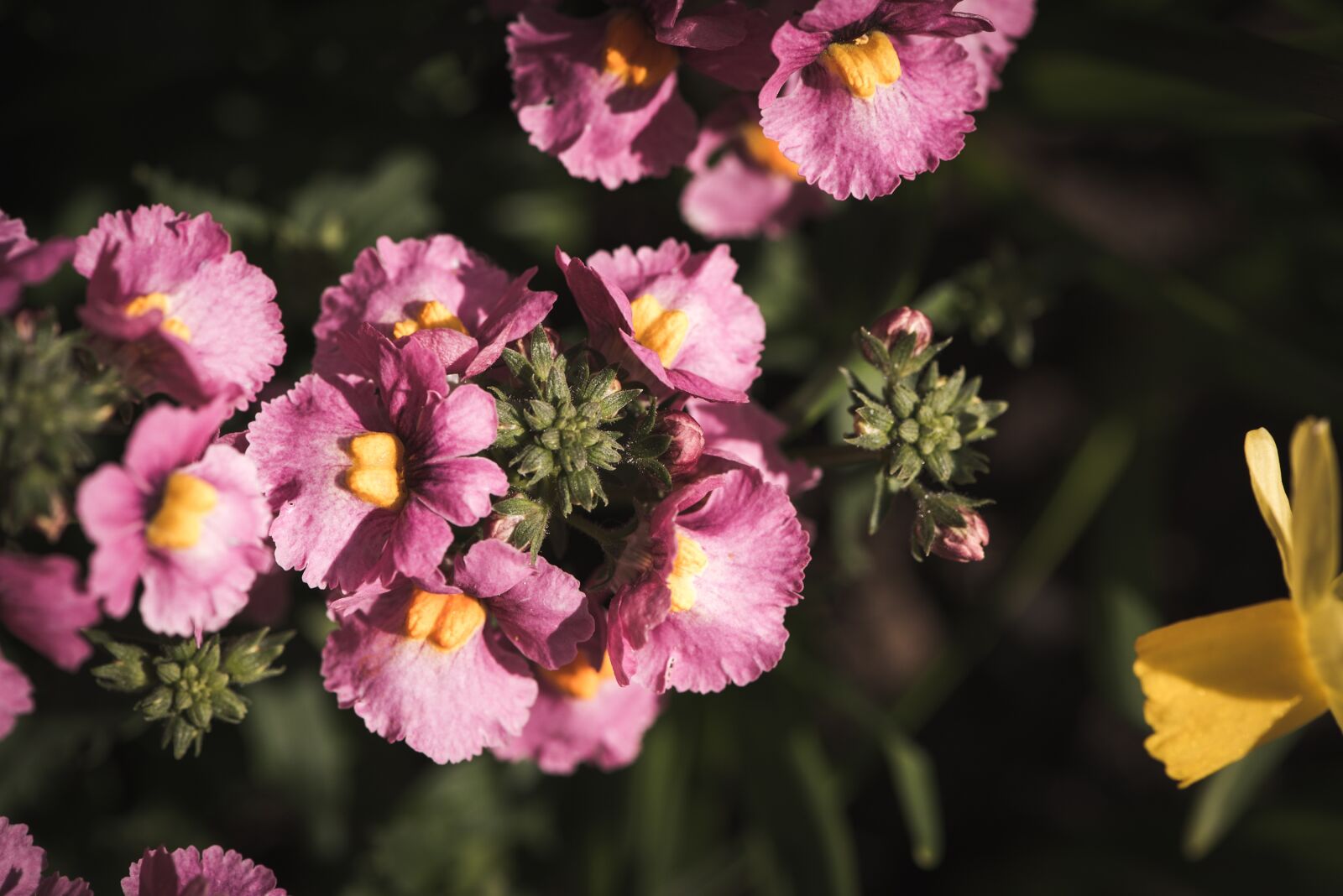 Nikon D750 sample photo. Flowers, pink, plant photography