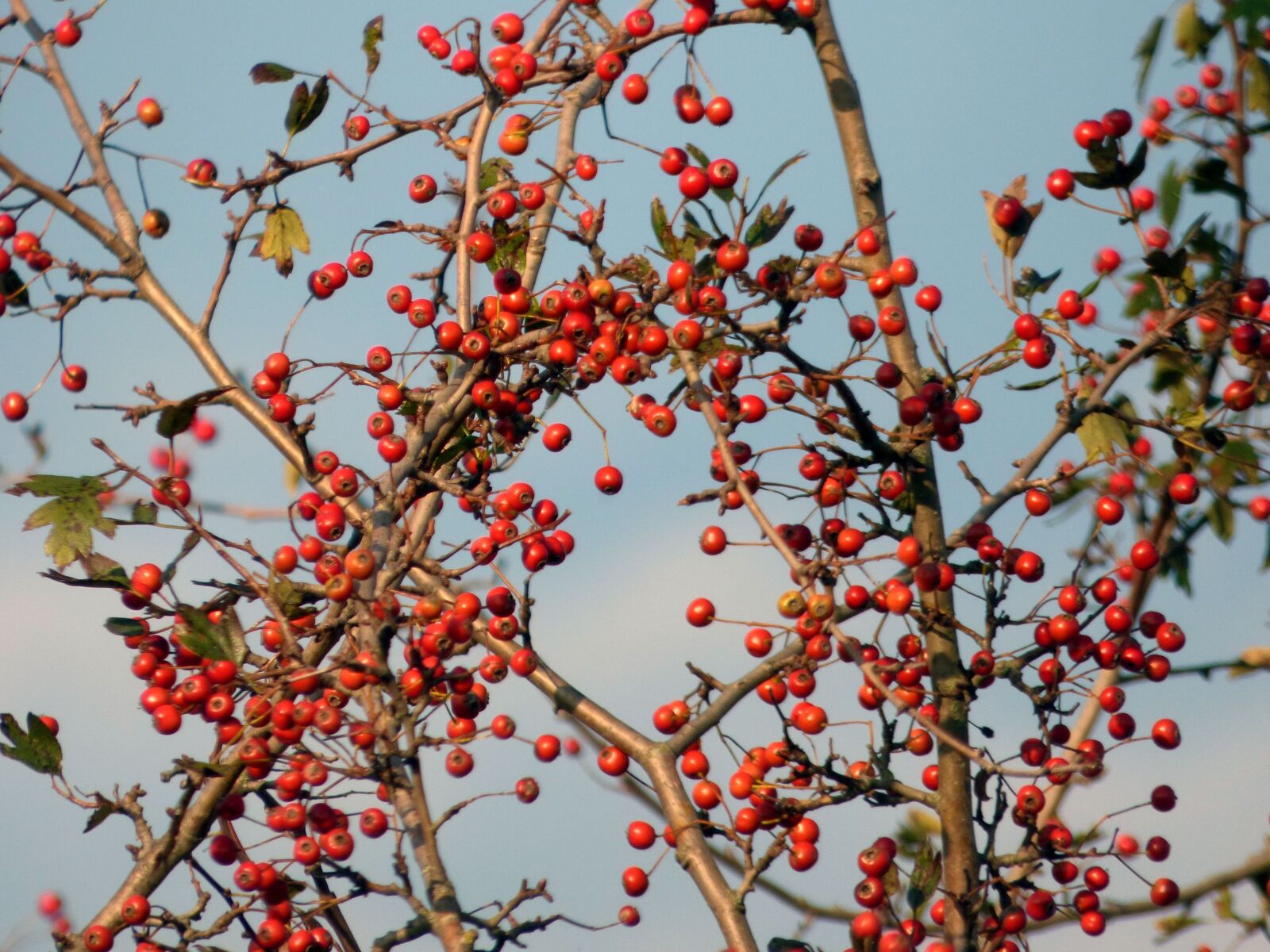 Panasonic DMC-FZ72 sample photo. Berries, red, nature photography