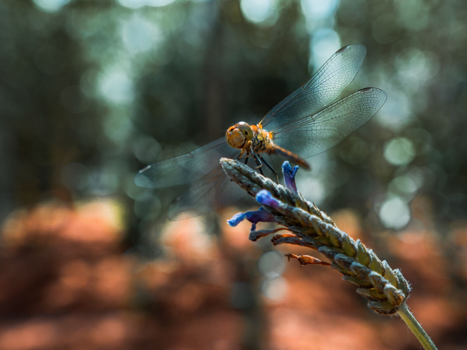 Sigma 16mm F1.4 DC DN | C sample photo. Dragonfly, nature, animal photography