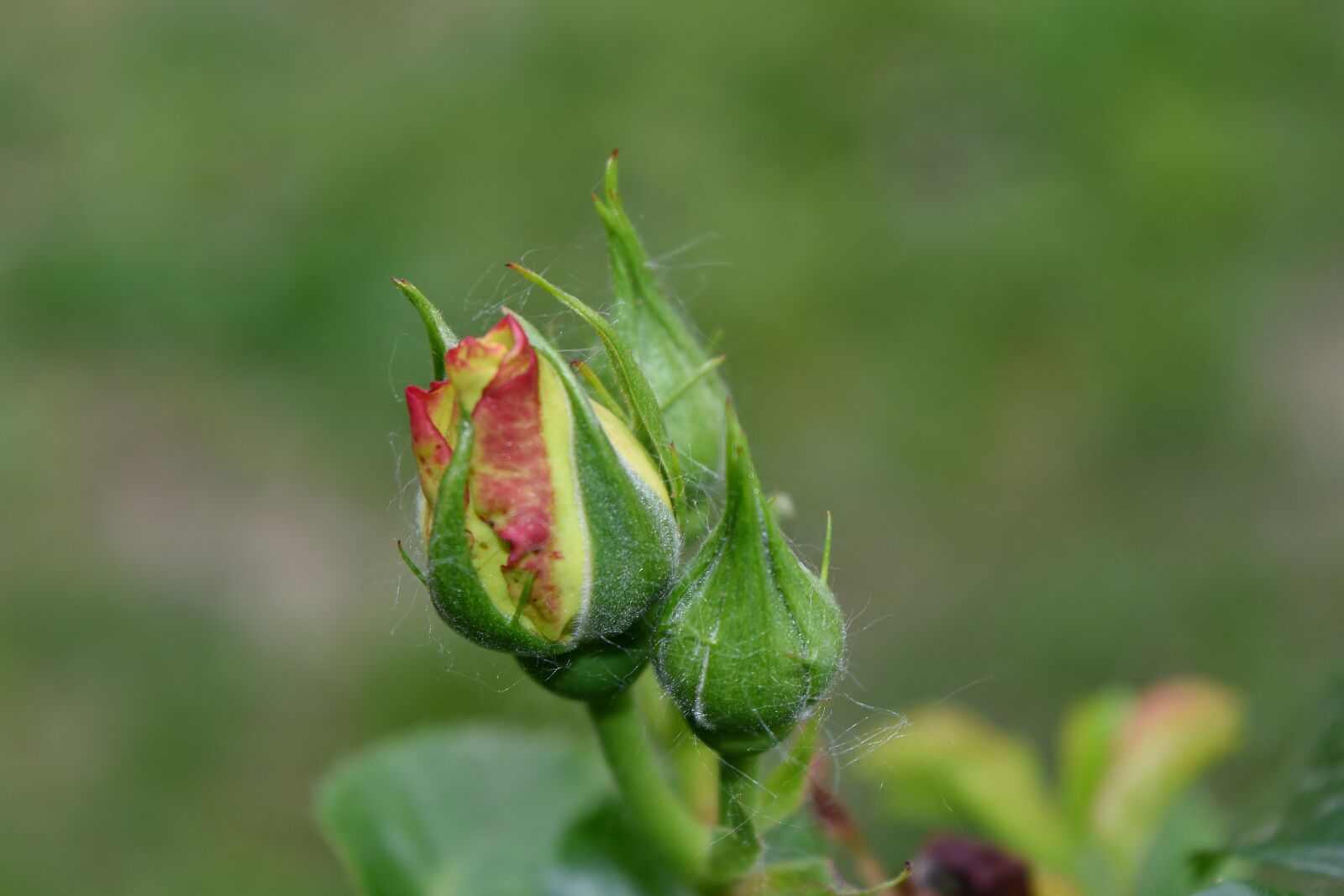 Nikon D5500 sample photo. Horticulture, roses, yellow, beautiful photography